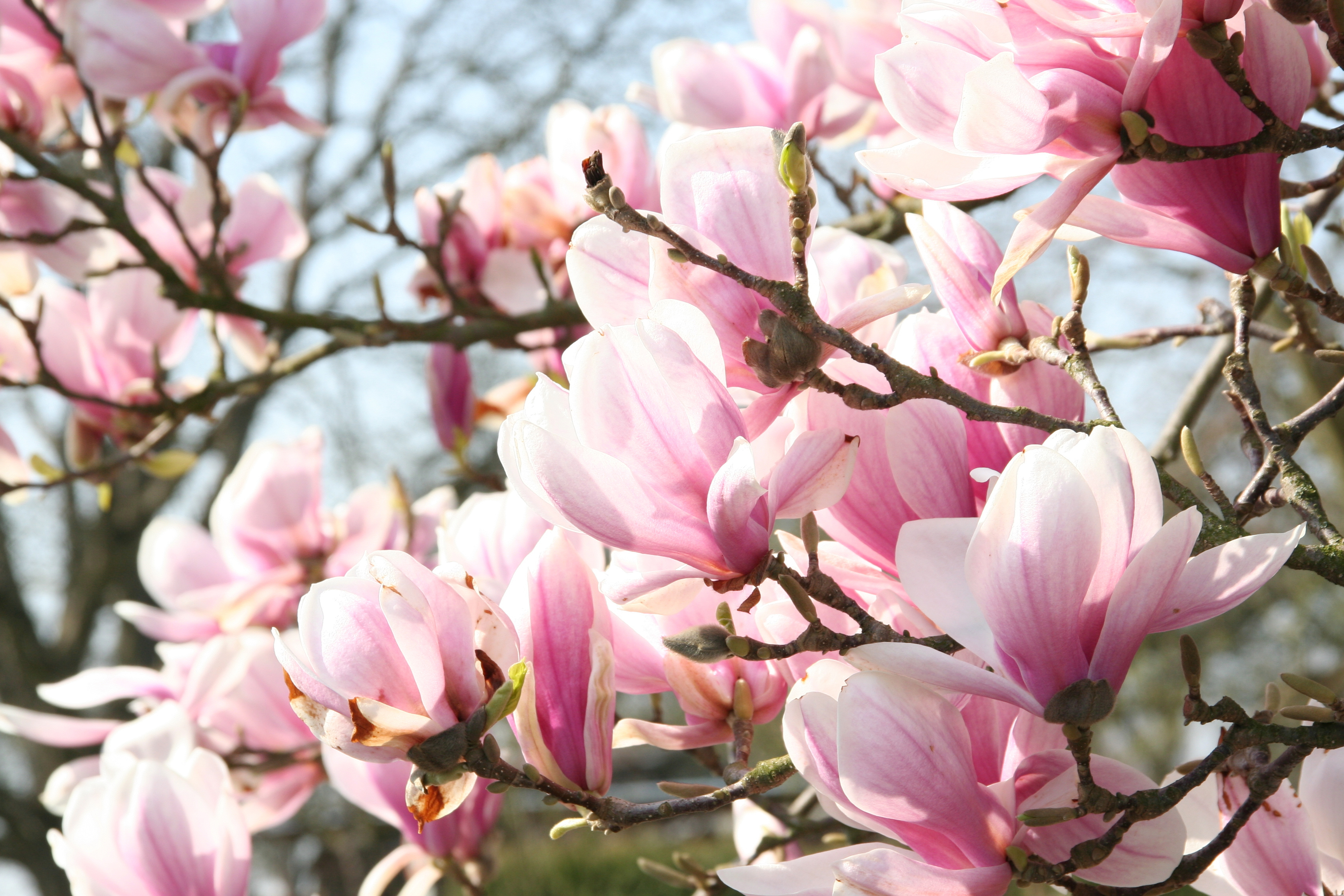 magnolia