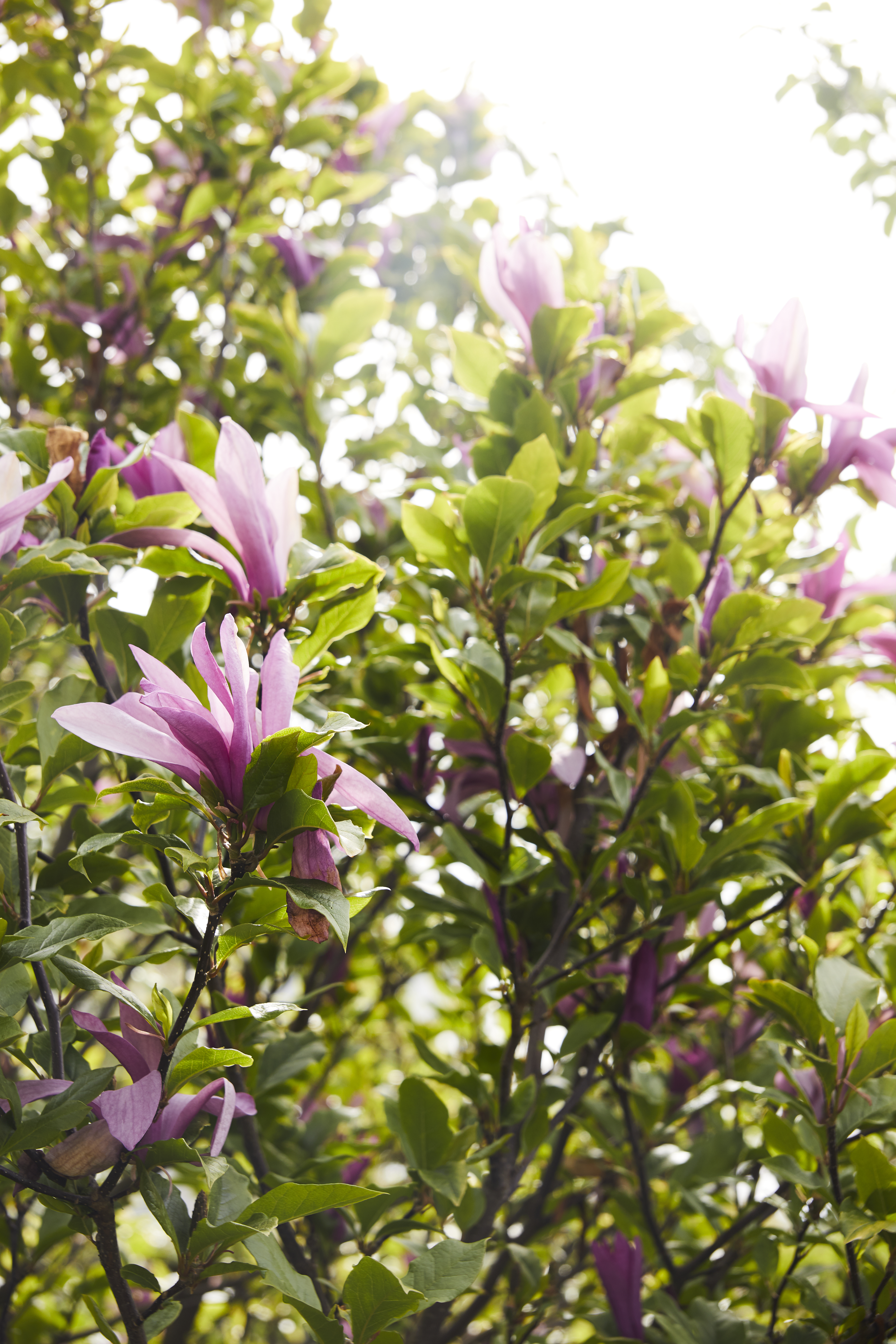 magnolia