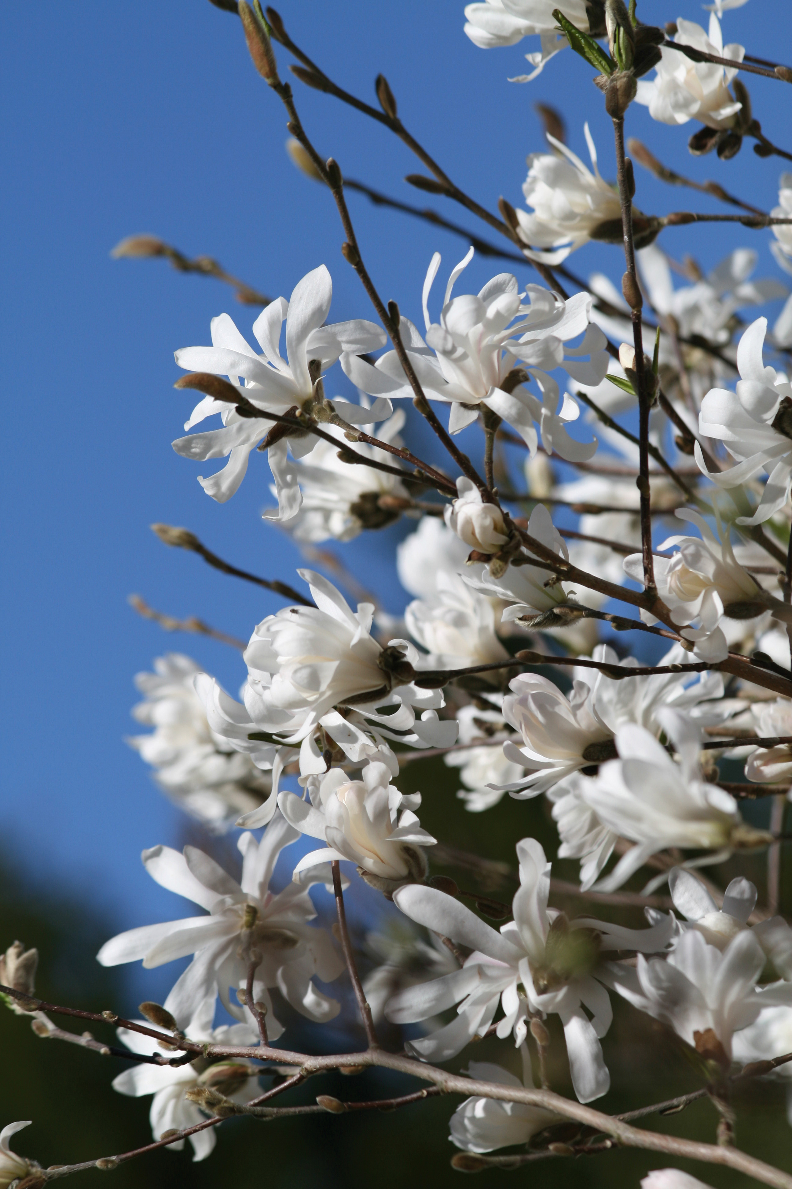 magnolia