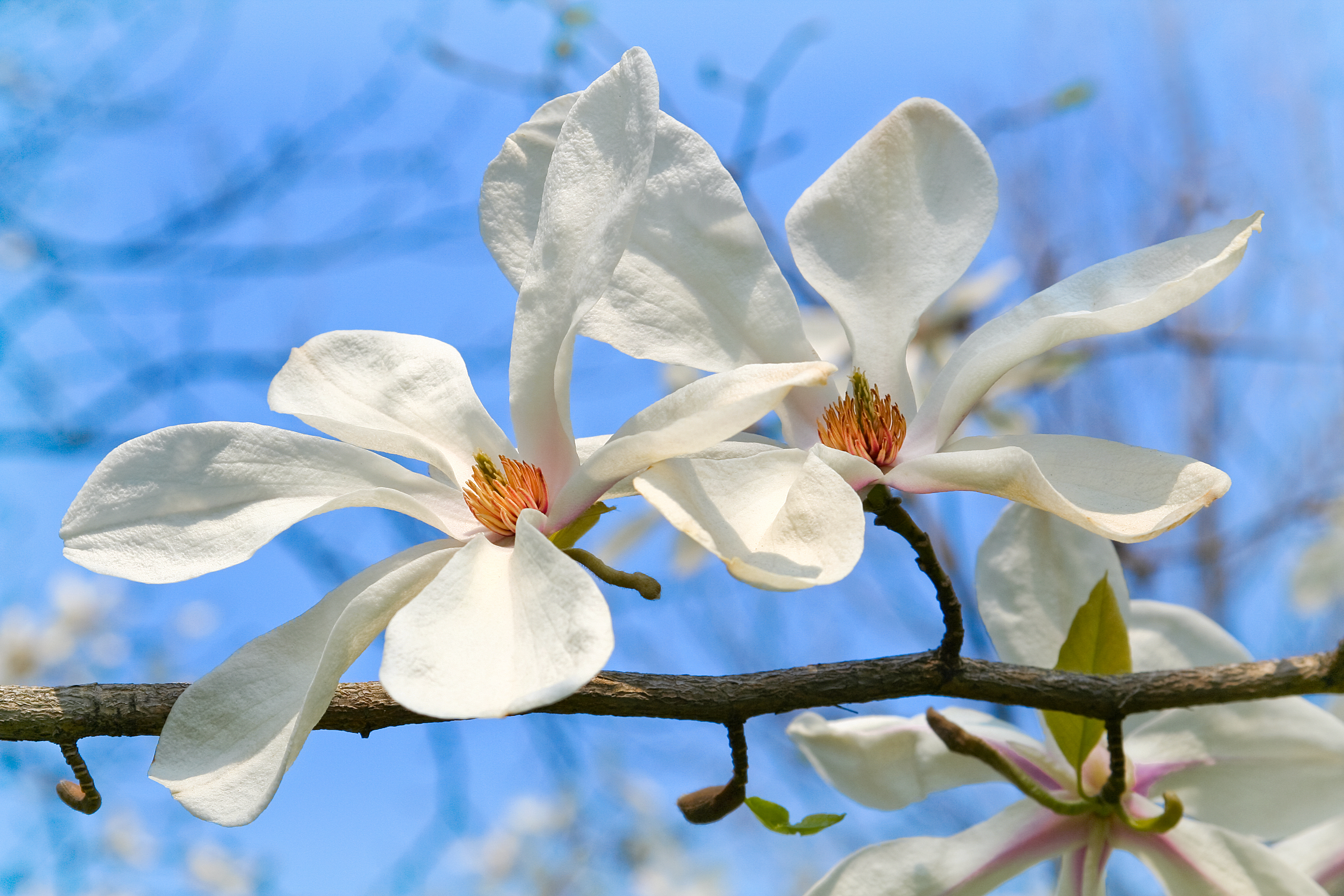 magnolia