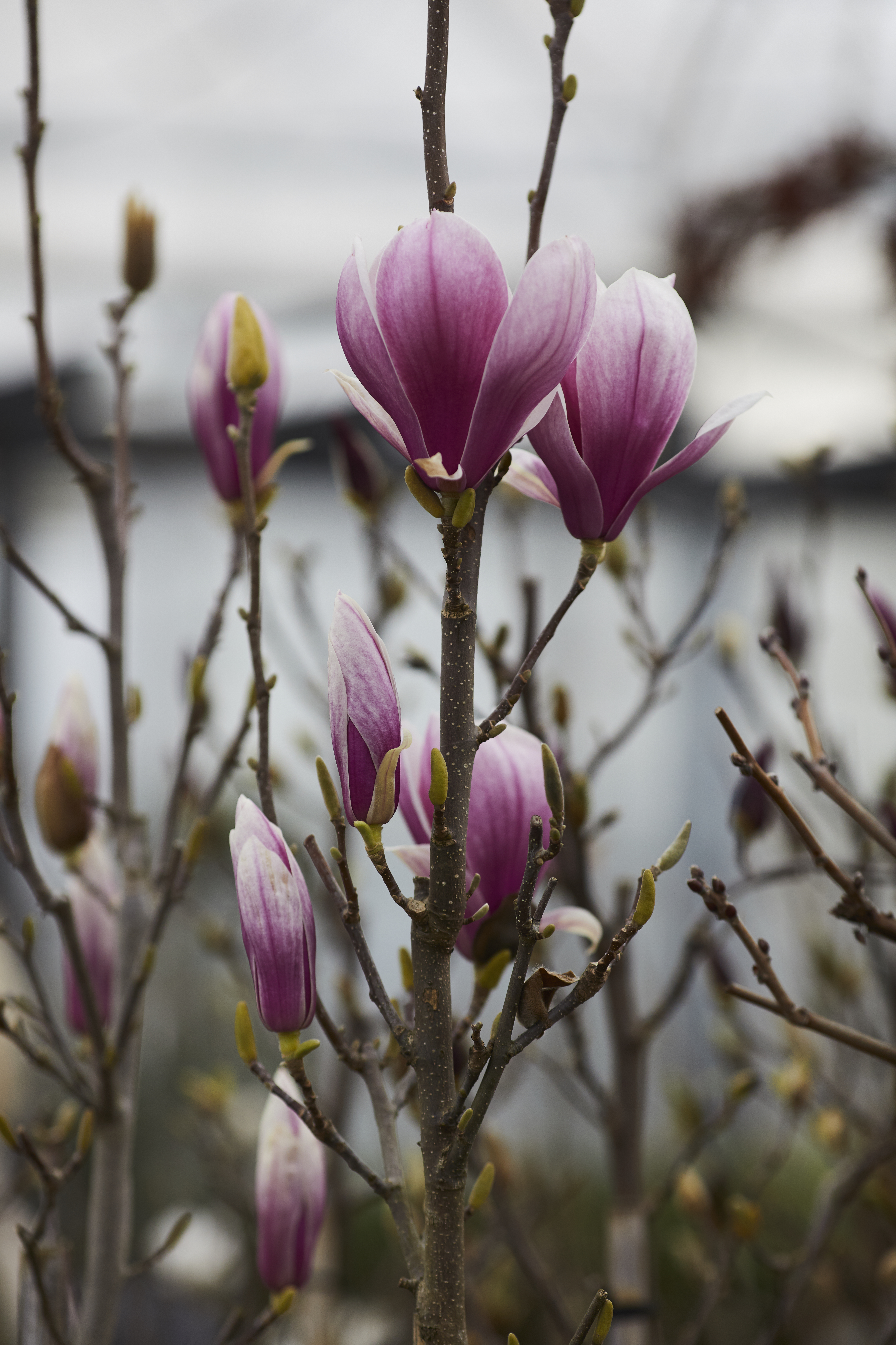 magnolia