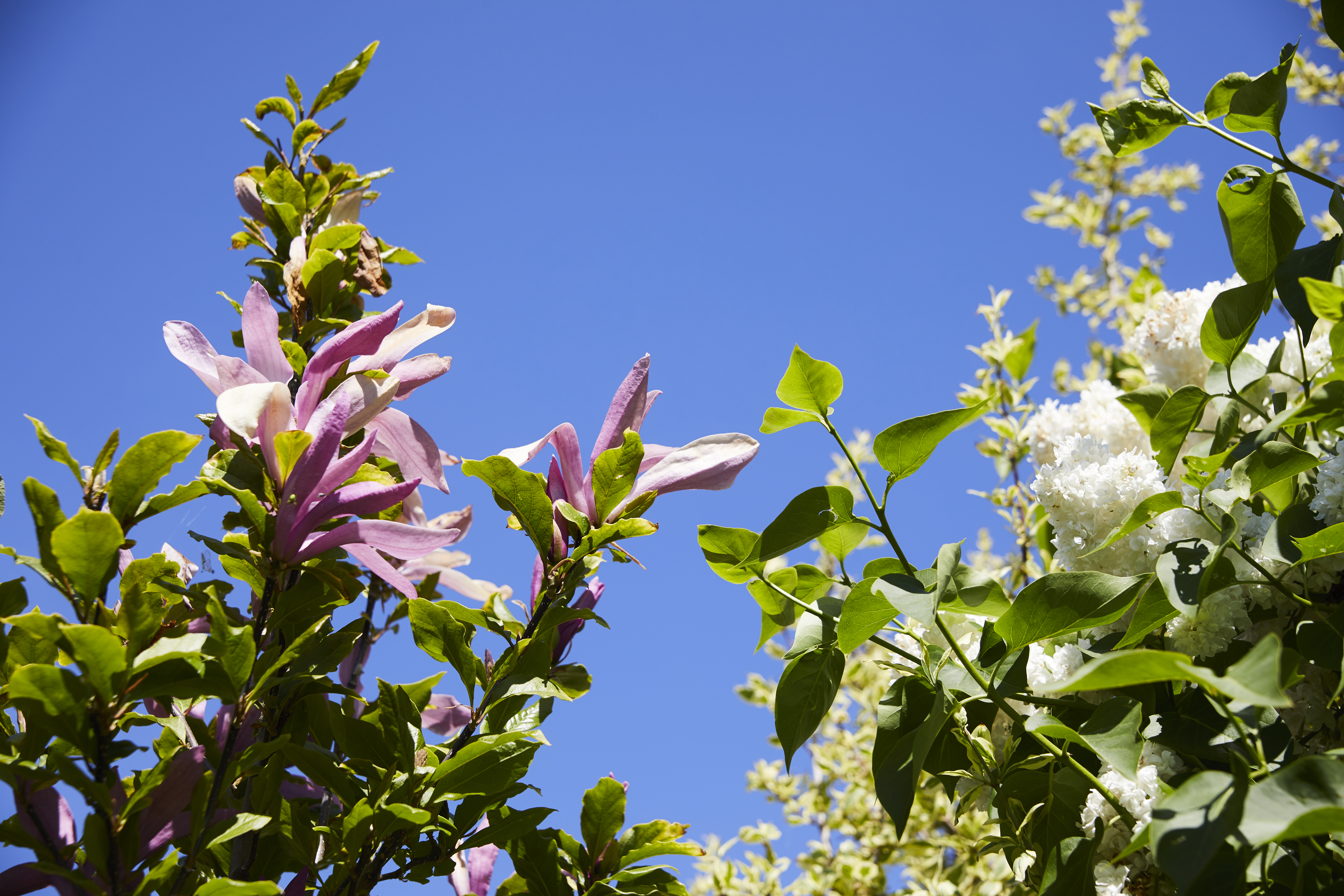 magnolia