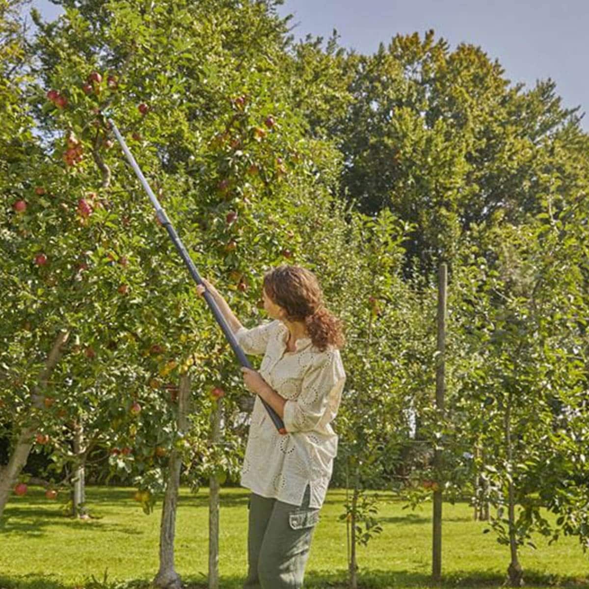 Combisystem Branch Hook er ideell for å riste frukter ut av et tre.