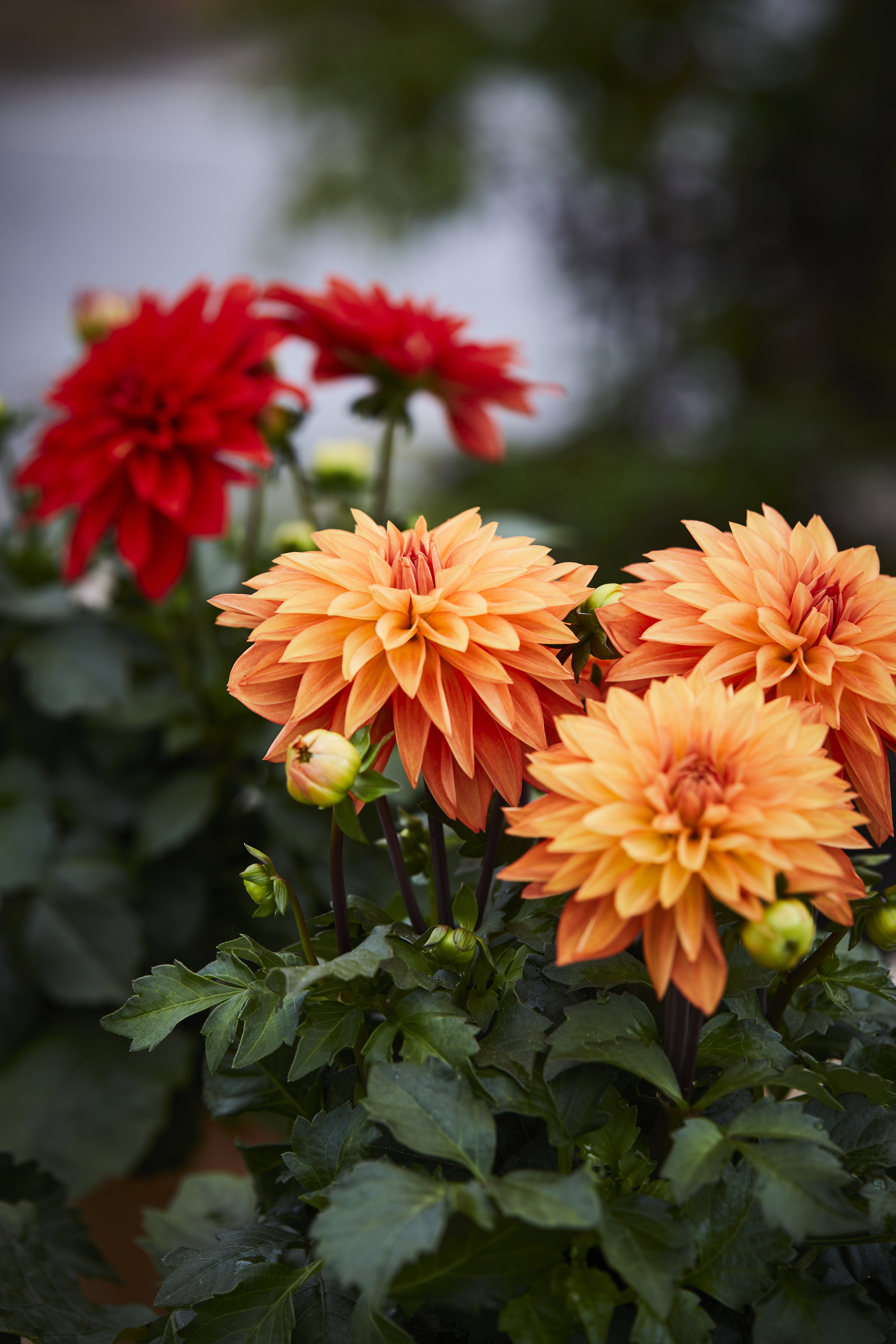 dahlia rød oransje