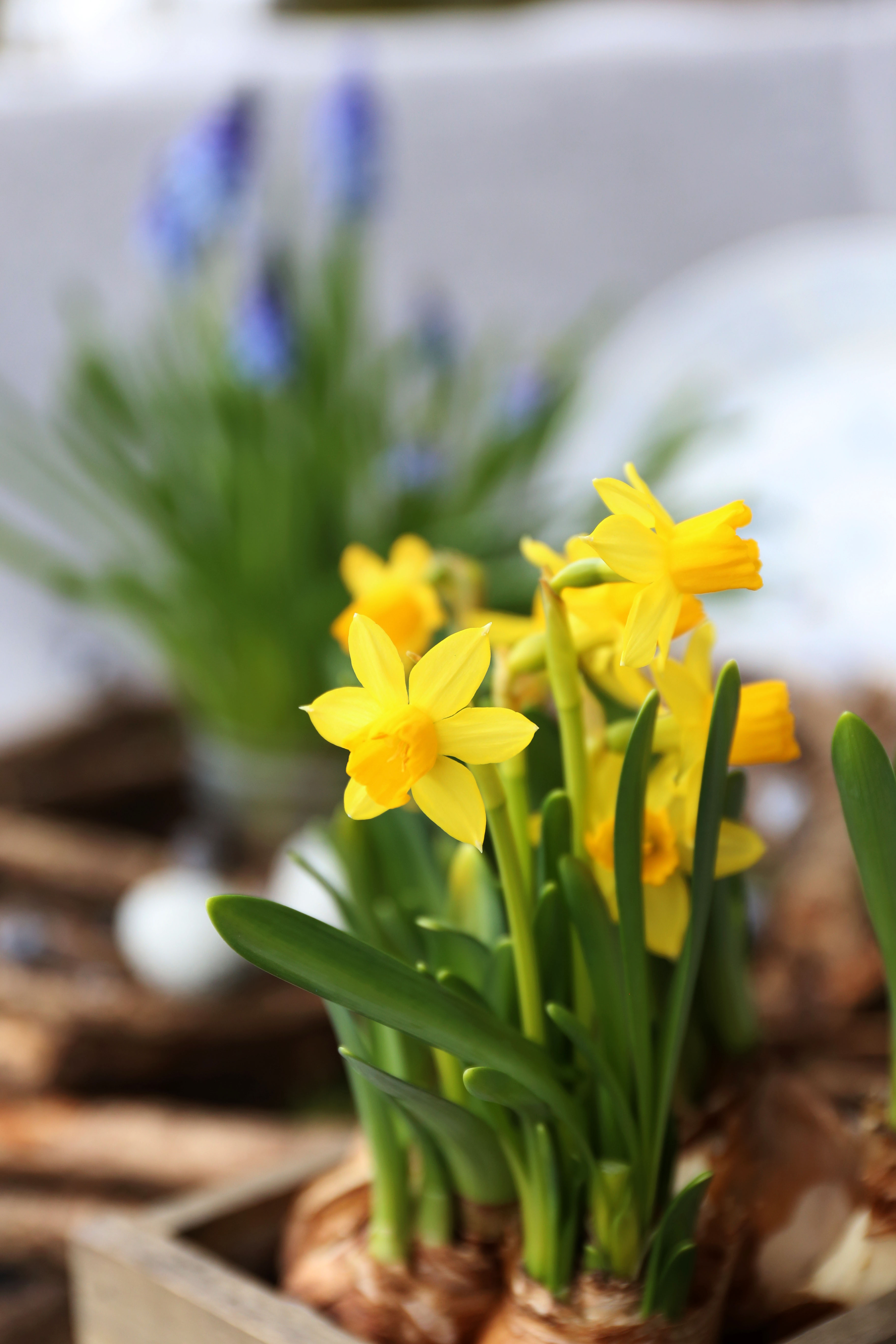 Påskelilje narciss tete a tete