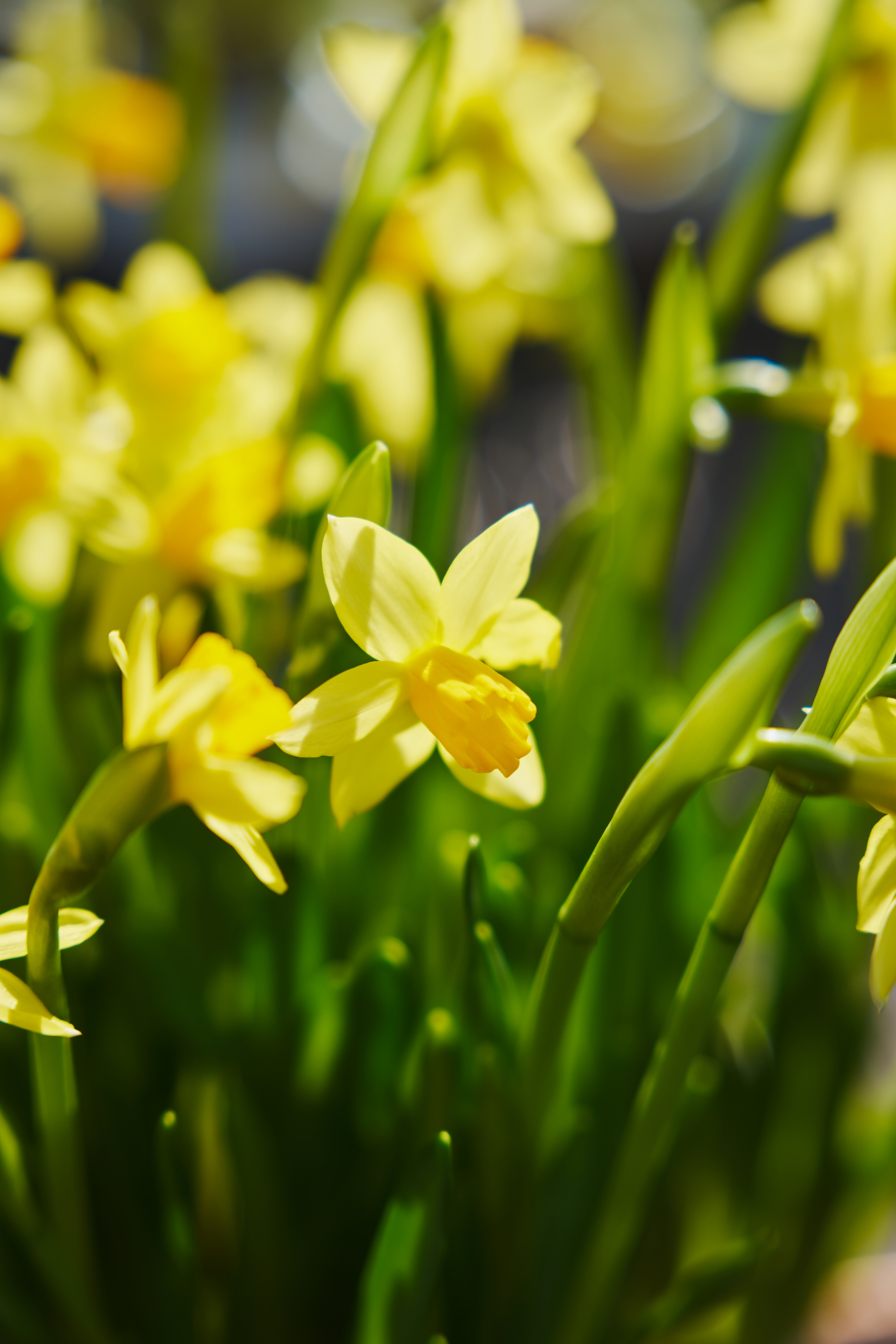 Påskelilje narciss tete a tete