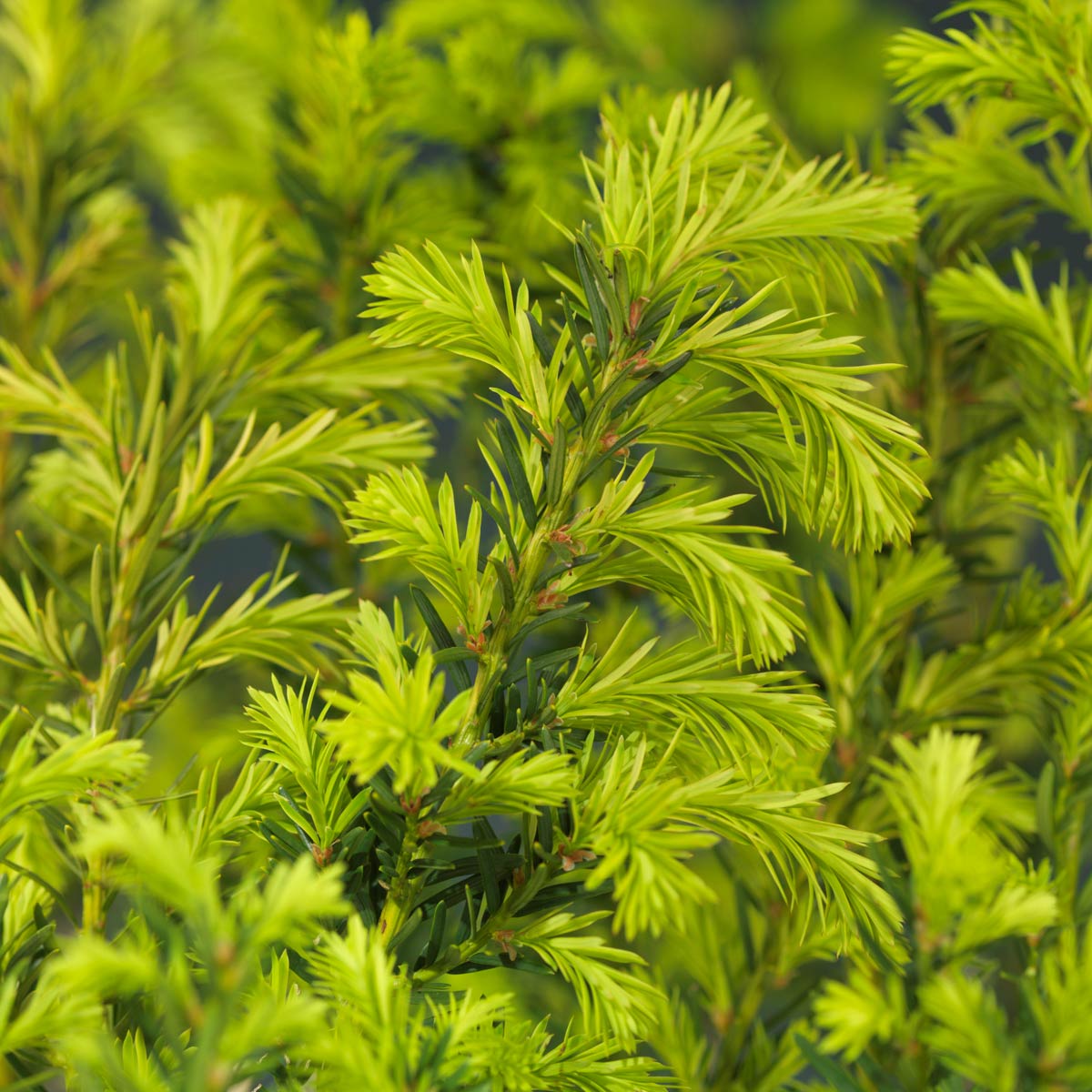 Unge, grønne skudd av hybridbarlind Farmen