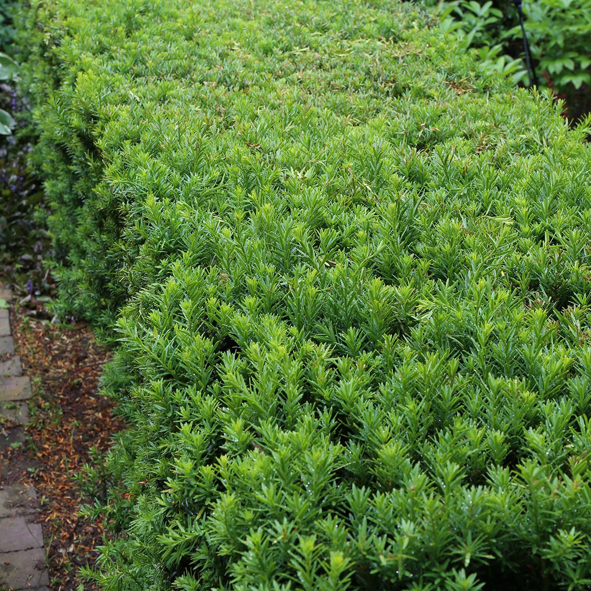 Hybridbarlind 'Farmen'