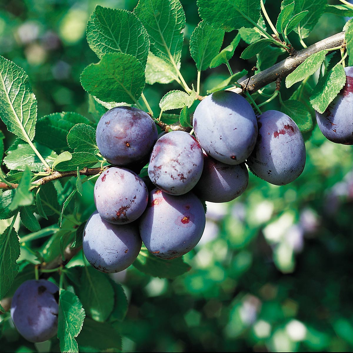 Blå plommer av sorten Opal i sollys