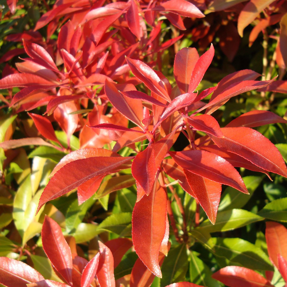 Pieris 'Mountain Fire'