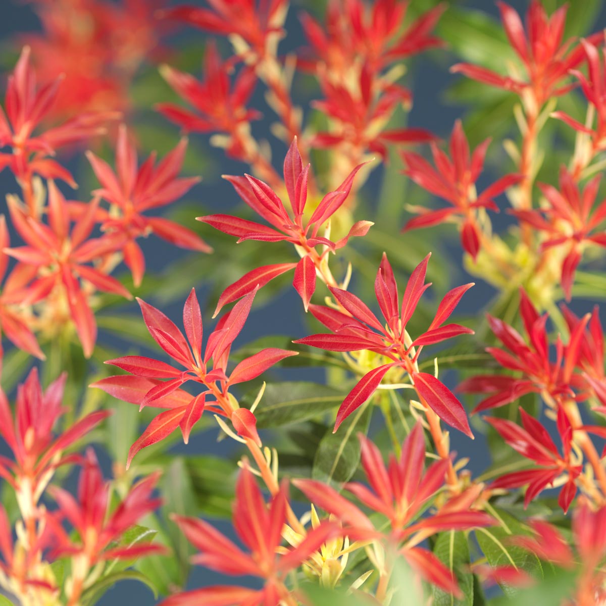 Ildrøde topper av Pieris Forest Flame