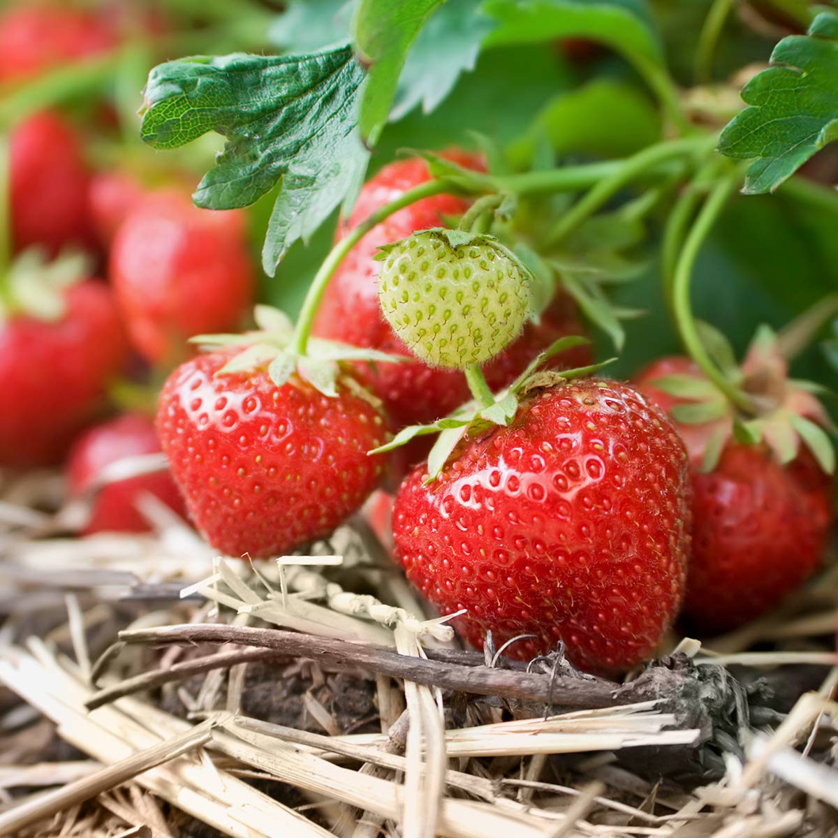 Nærbilde av jordbær Korona