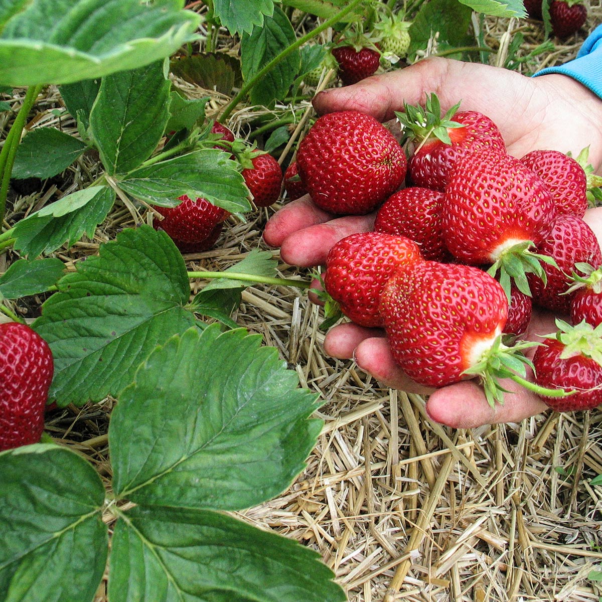 Jordbaer Korona i hender