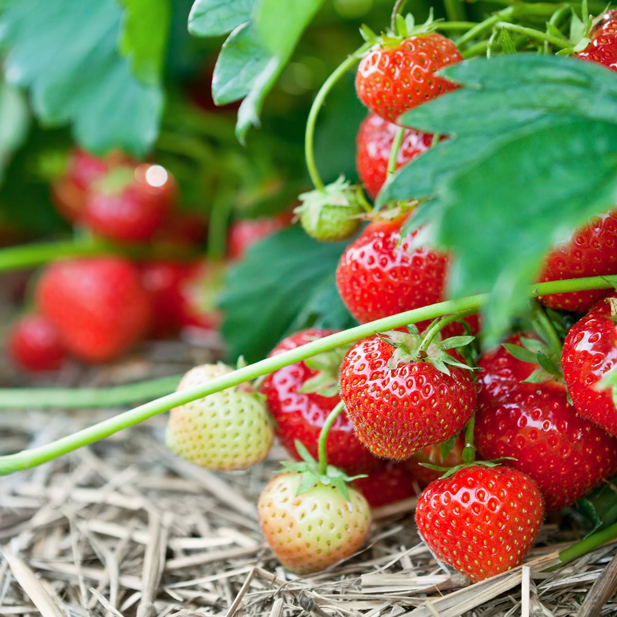 Nærbilde av jordbær Polka
