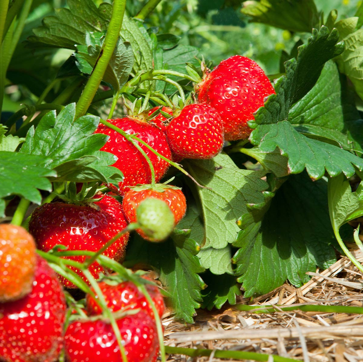 Nærbilde av jordbær av sorten Polka i sollys