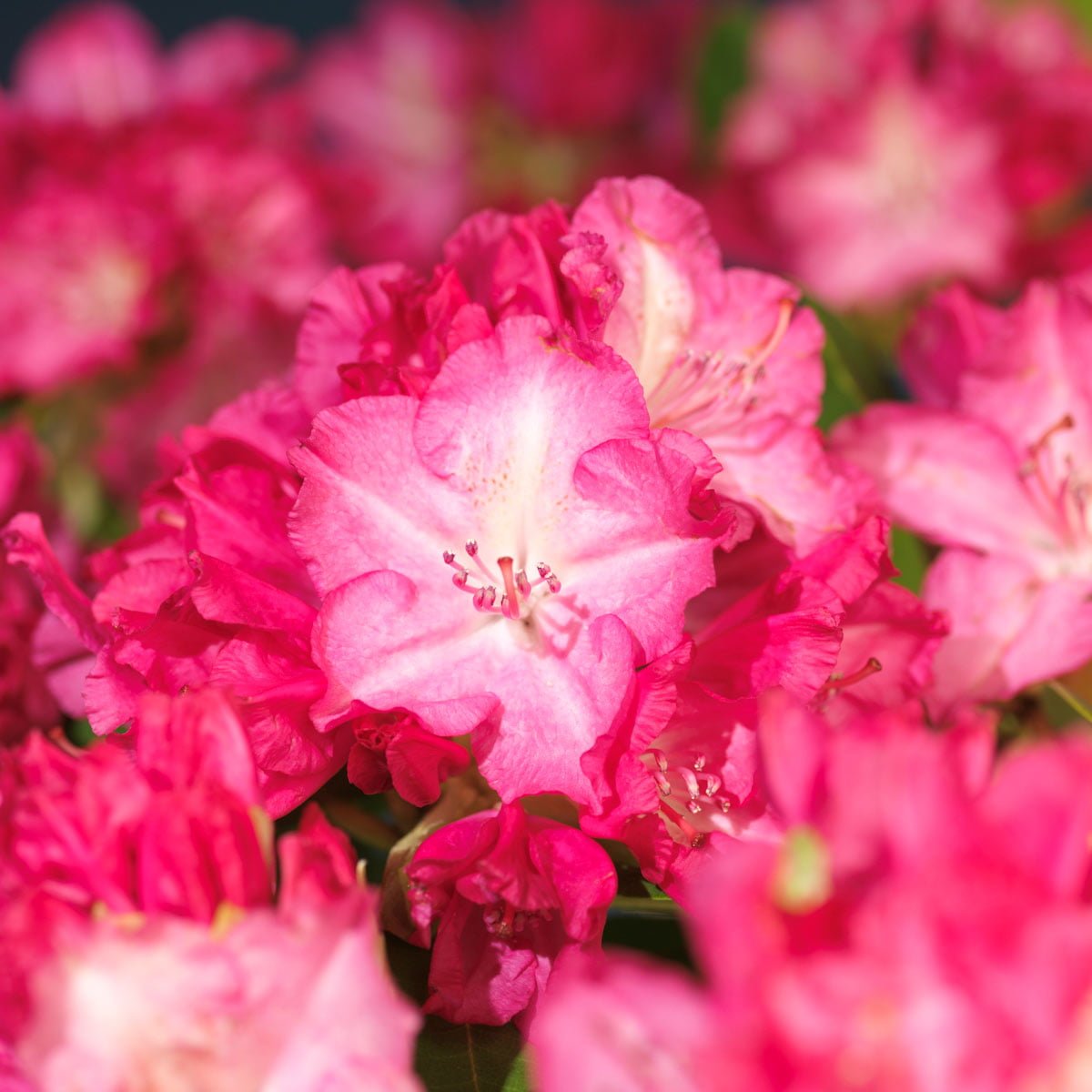 Nærbilde av de vakre, rosa blomstene til Japanrhododendron Fantastica