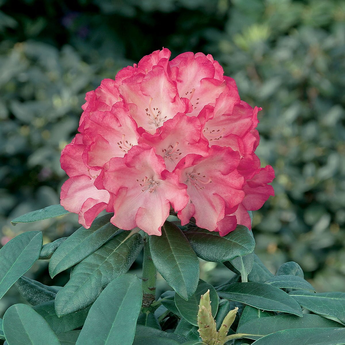 Japansk Rhododendron 'Fantastica'