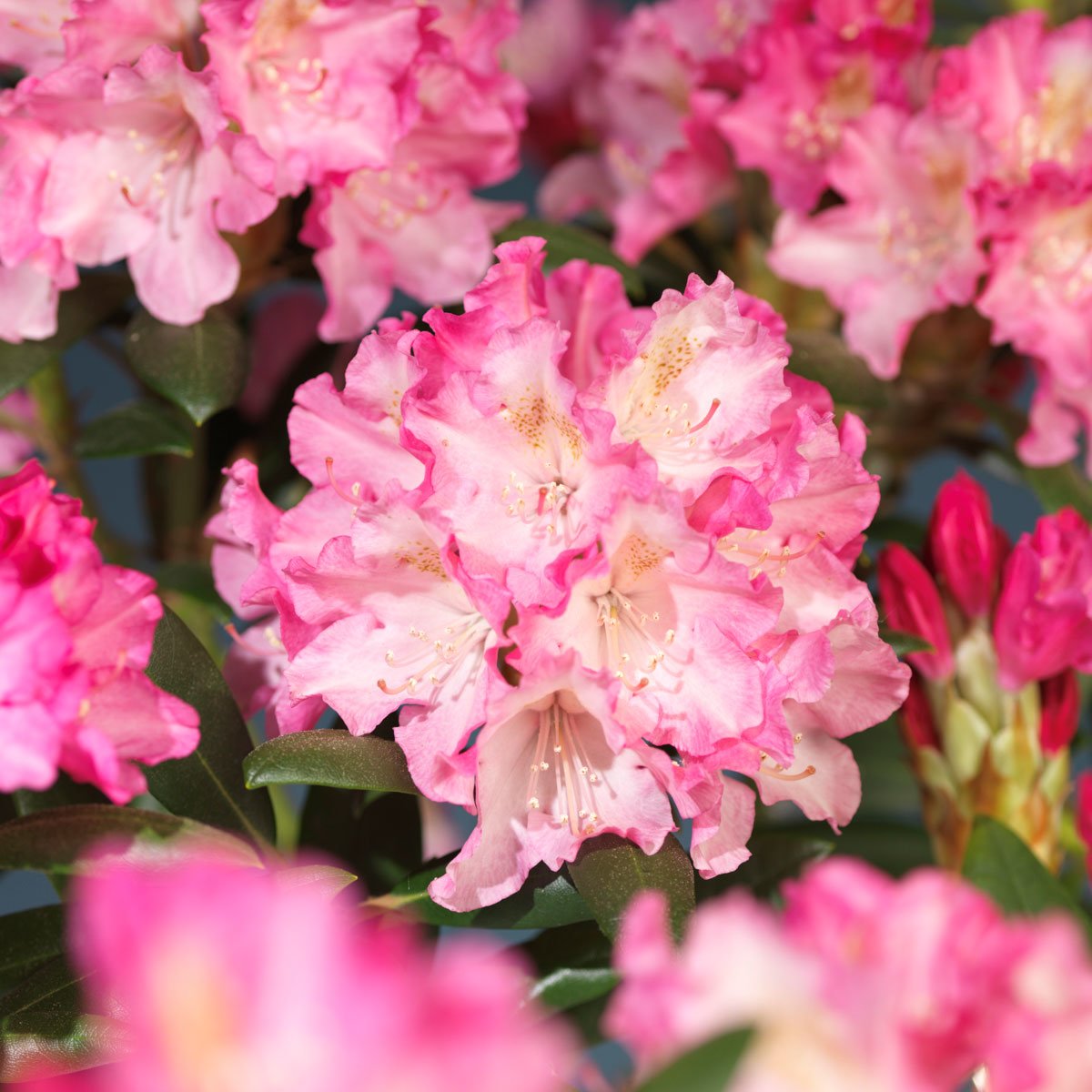 Rosa Japanrhododendon Polaris