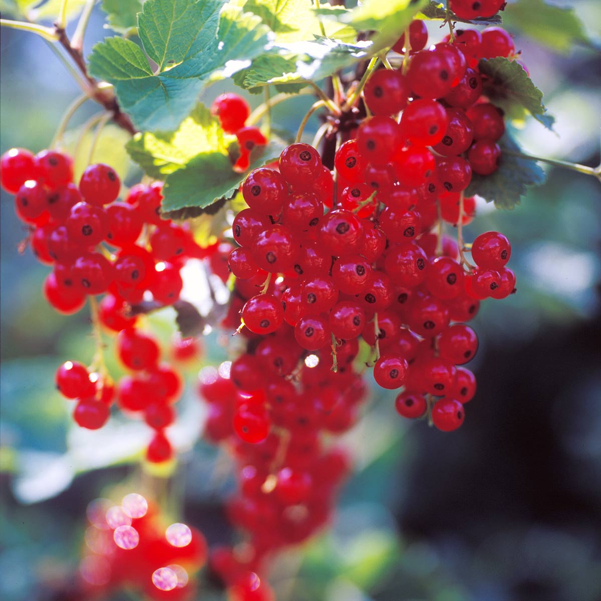 Rips ‘Rød Hollandsk’ i sollys