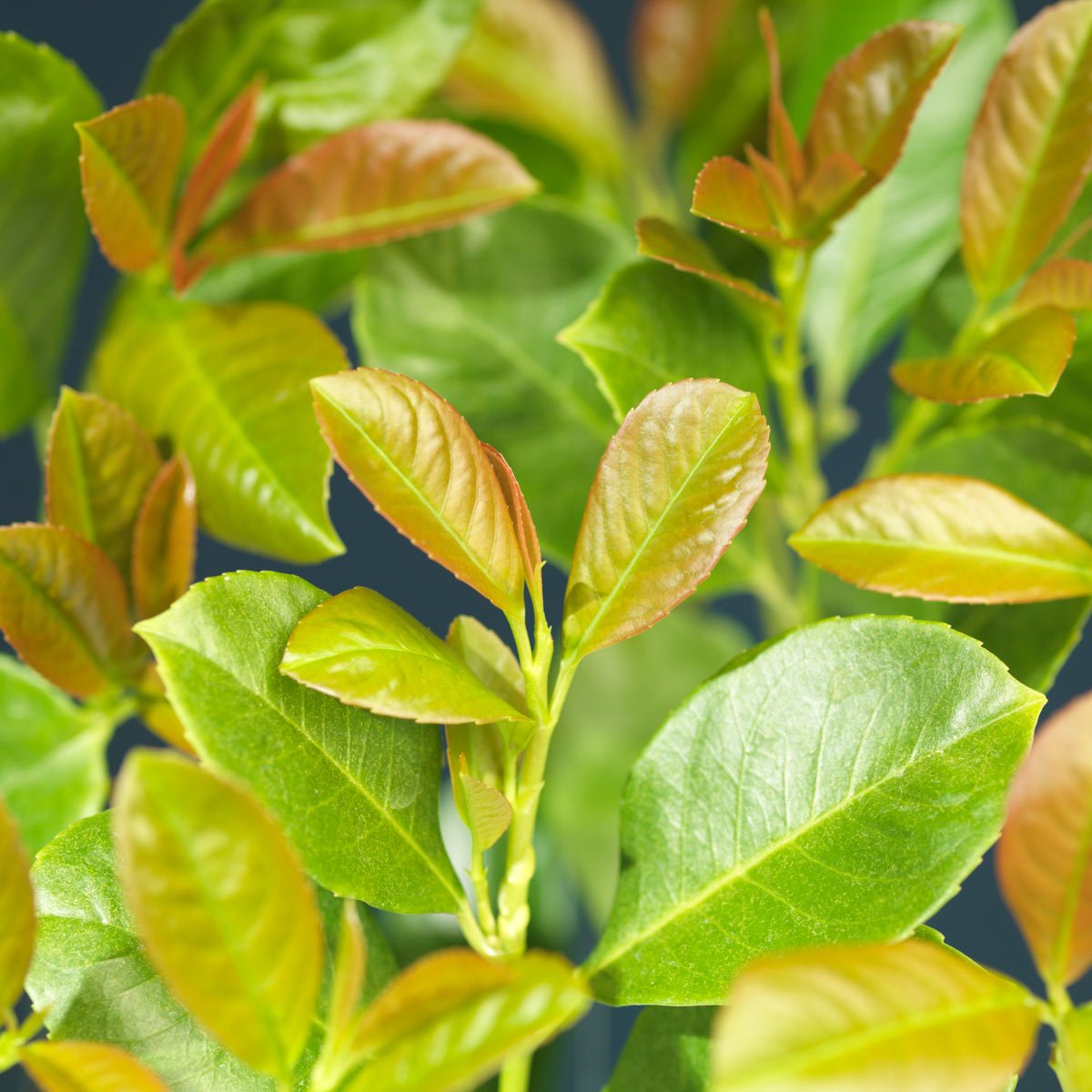 Toppskudd av laubærhegg Etna