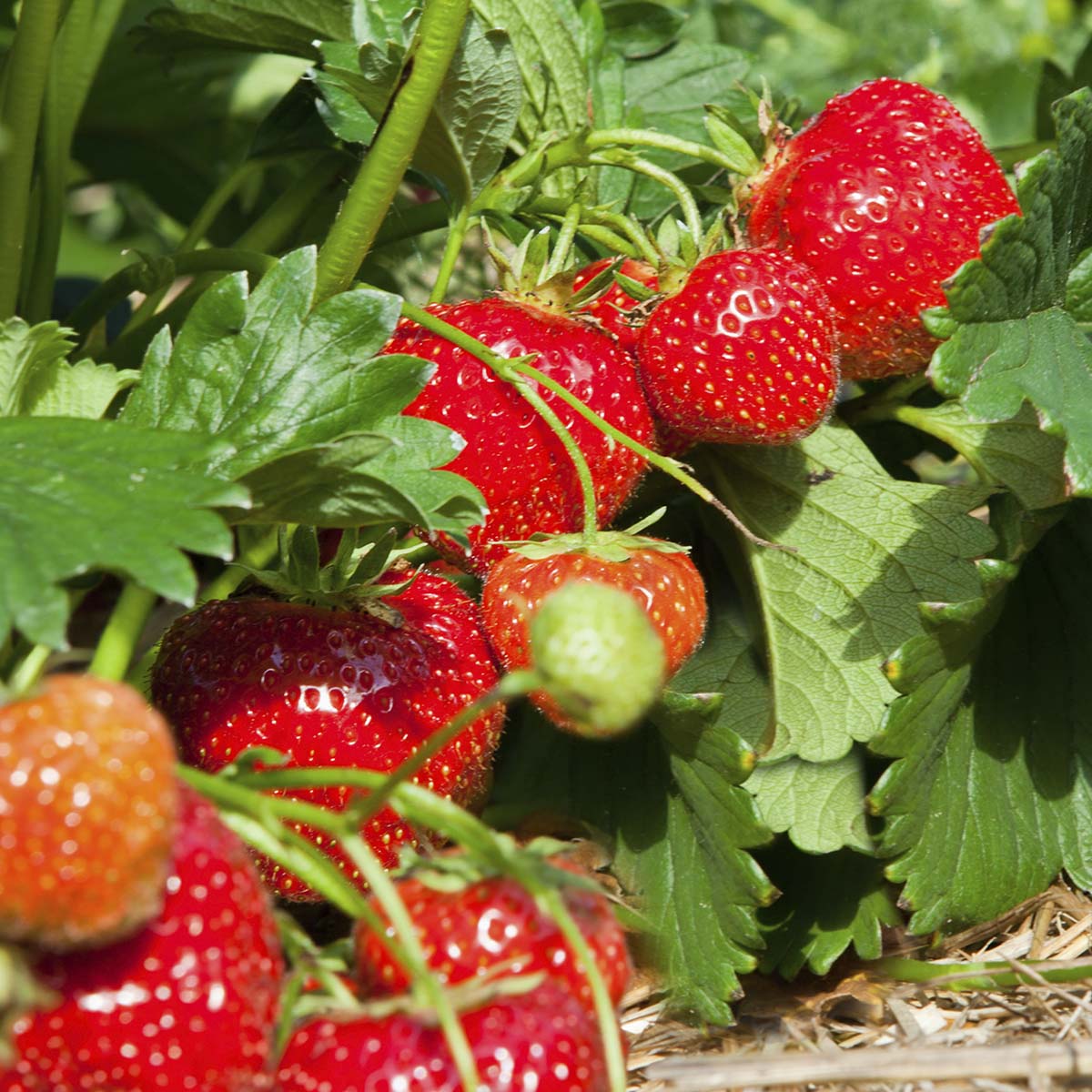 Bounty jordbær, modne og kart