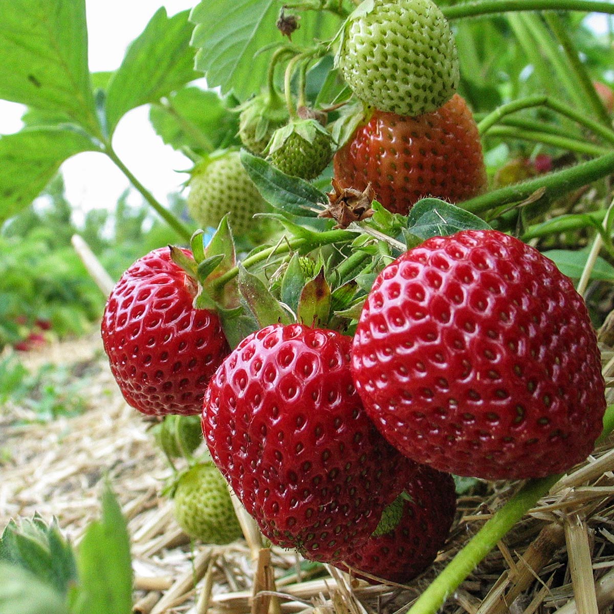 Nærbilde av jordbær Senga Sengana
