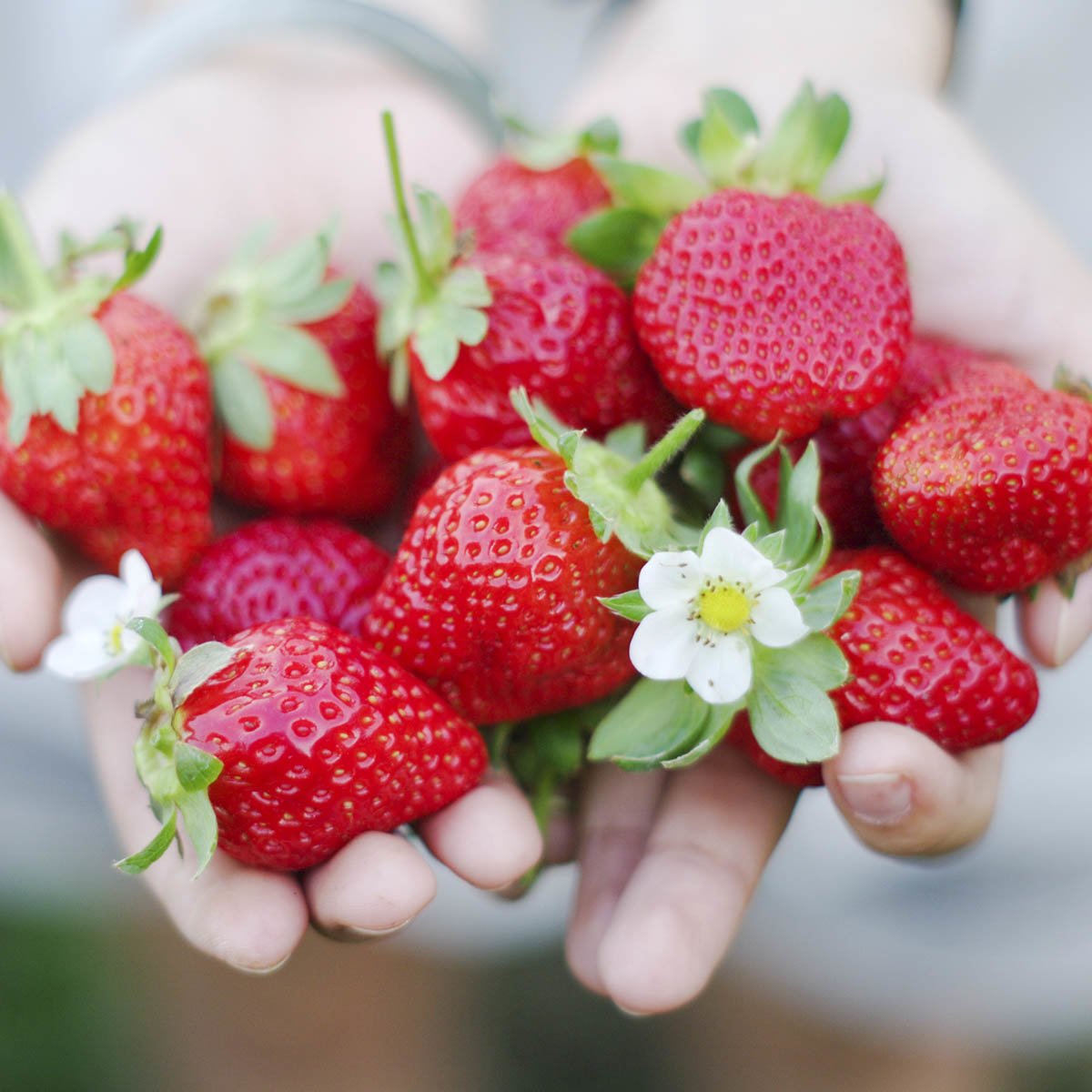 Håndfull Zephyr jordbær med jordbærblomst som pynt