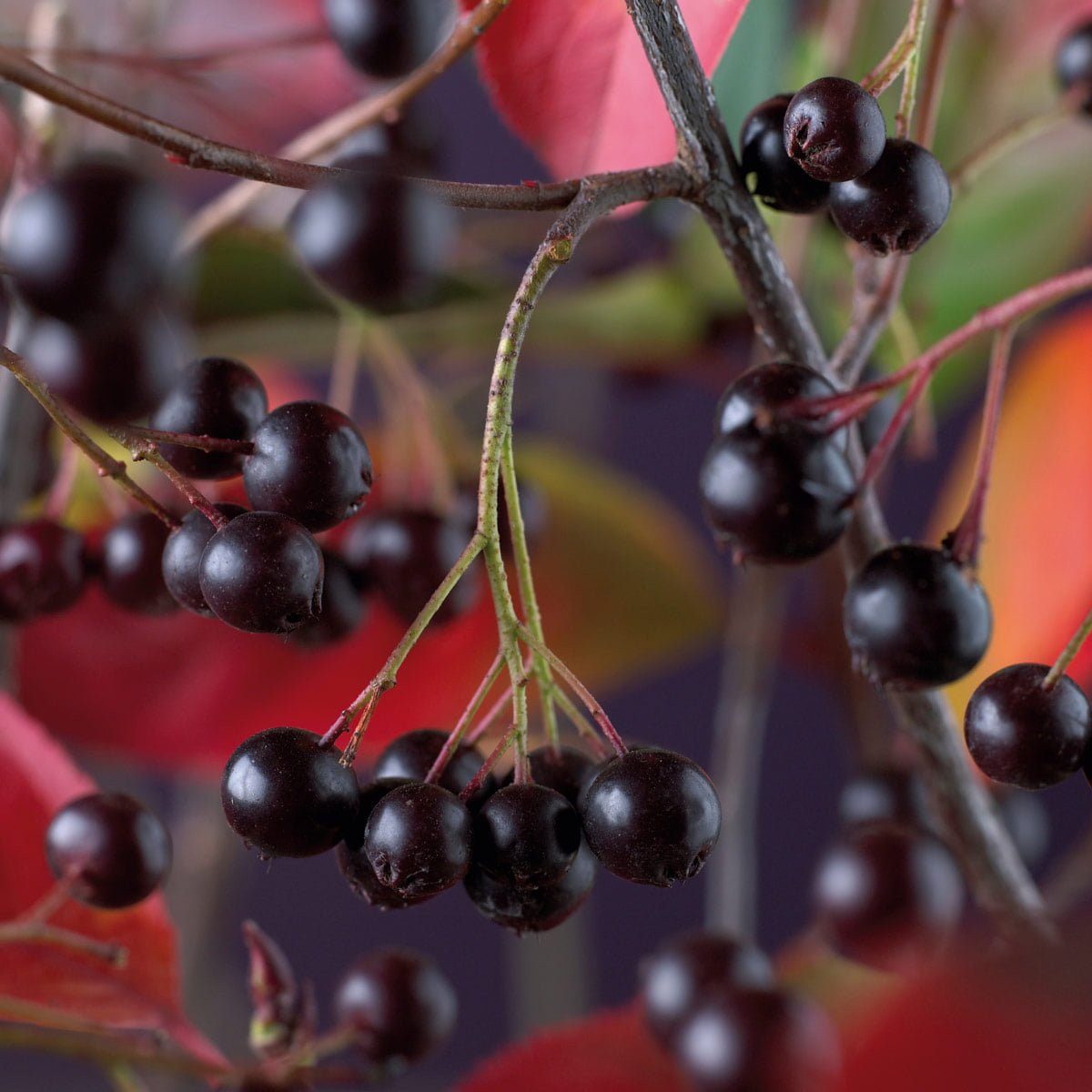 Svartsurbær 'Moskva' med sorte bær