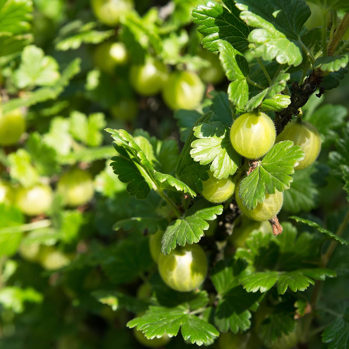 Stikkelsbær Hinnomäki Gul i sollys
