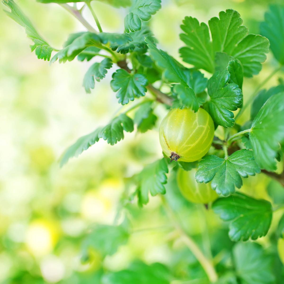Nærbilde av stikkelsbær Hinnomäki gul