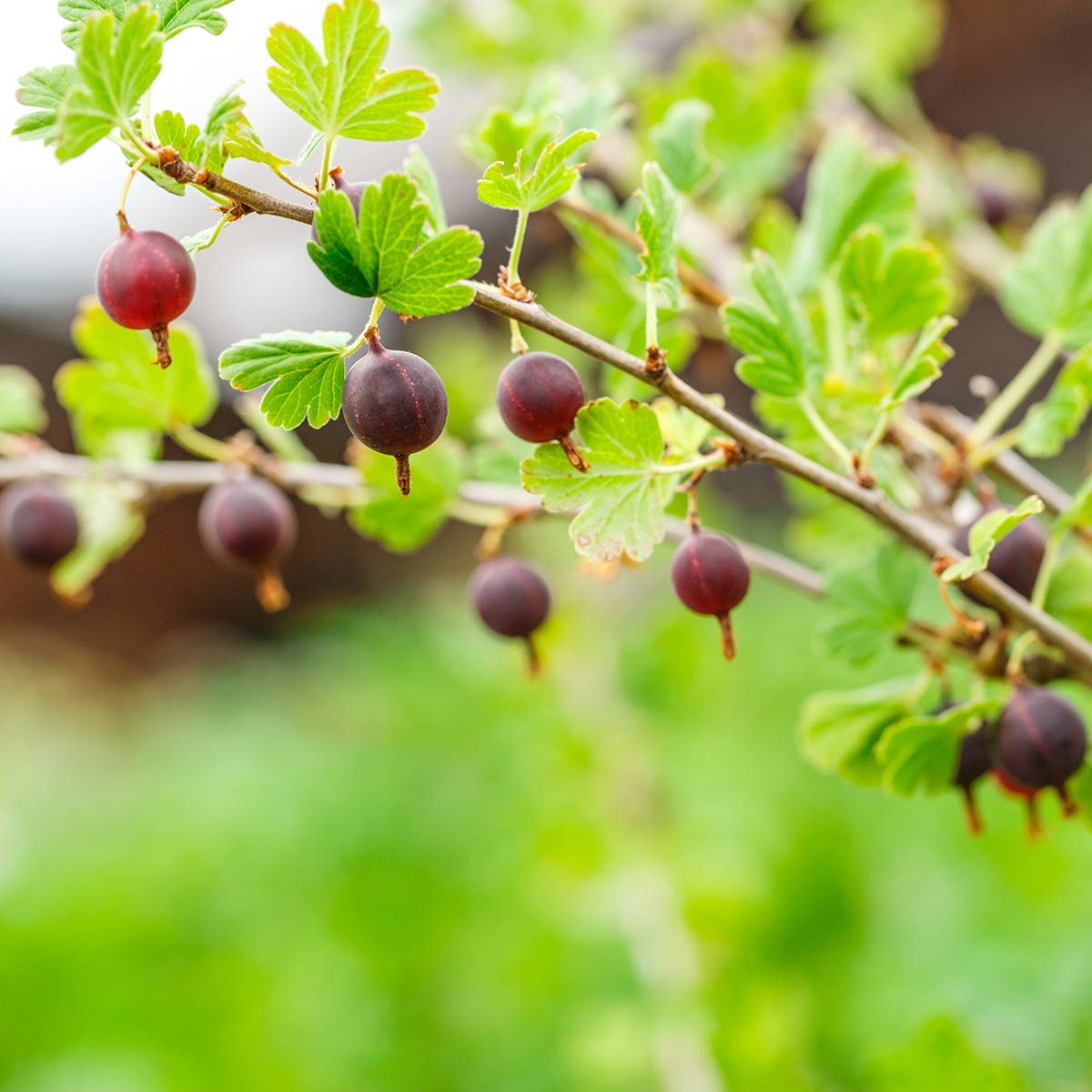 Rødlige stikkelsbær - Hinnomäki Rød