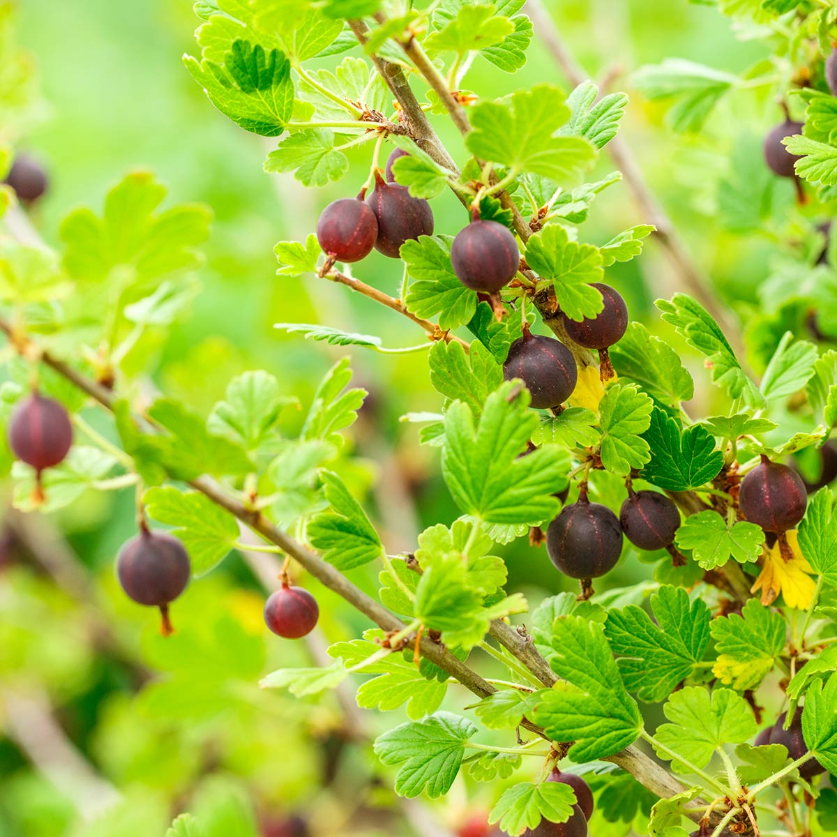 Gren av stikkelsbaerbusk Hinnomäki Rød