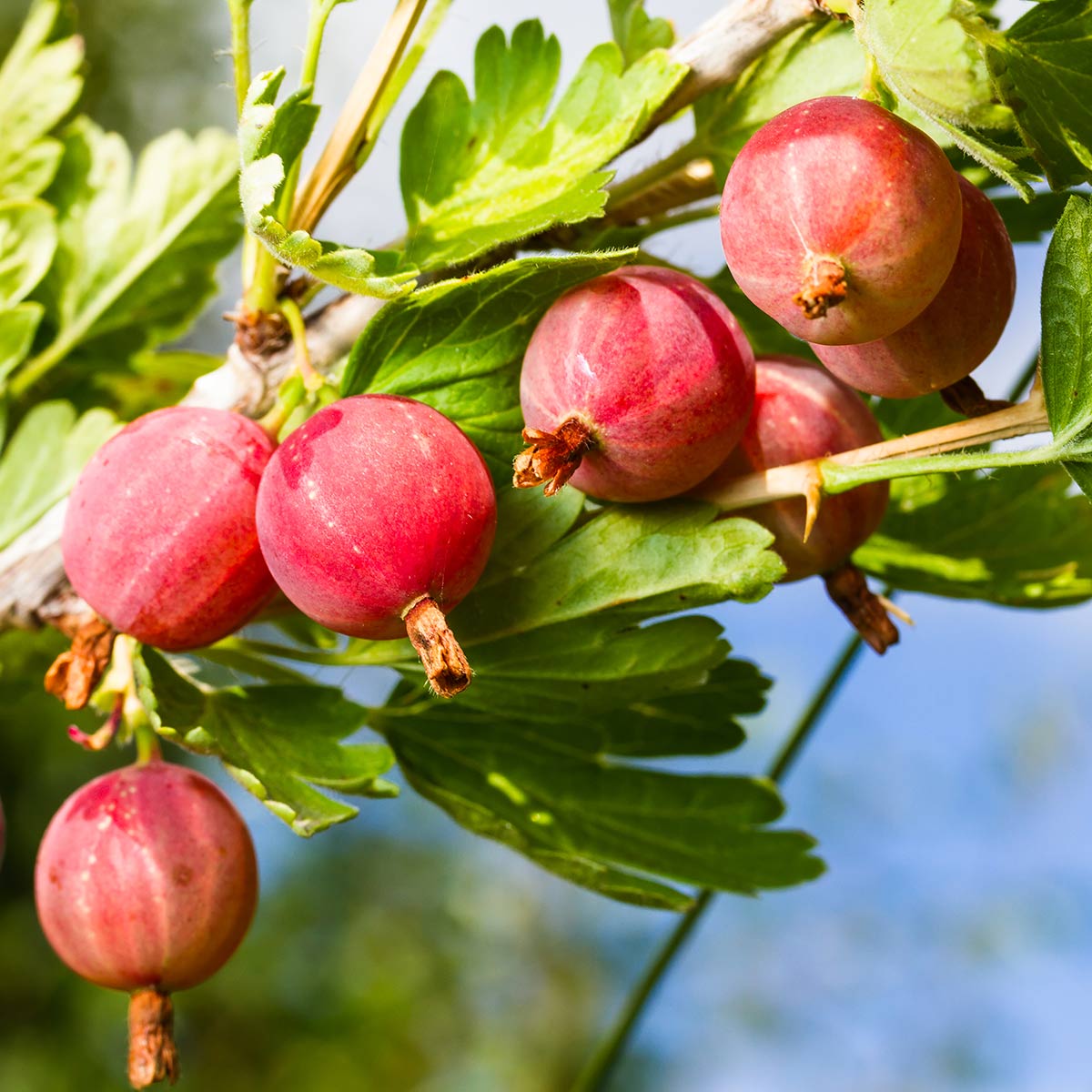 Nærbilde av stikkelsbær Hinnomäki Rød i sollys