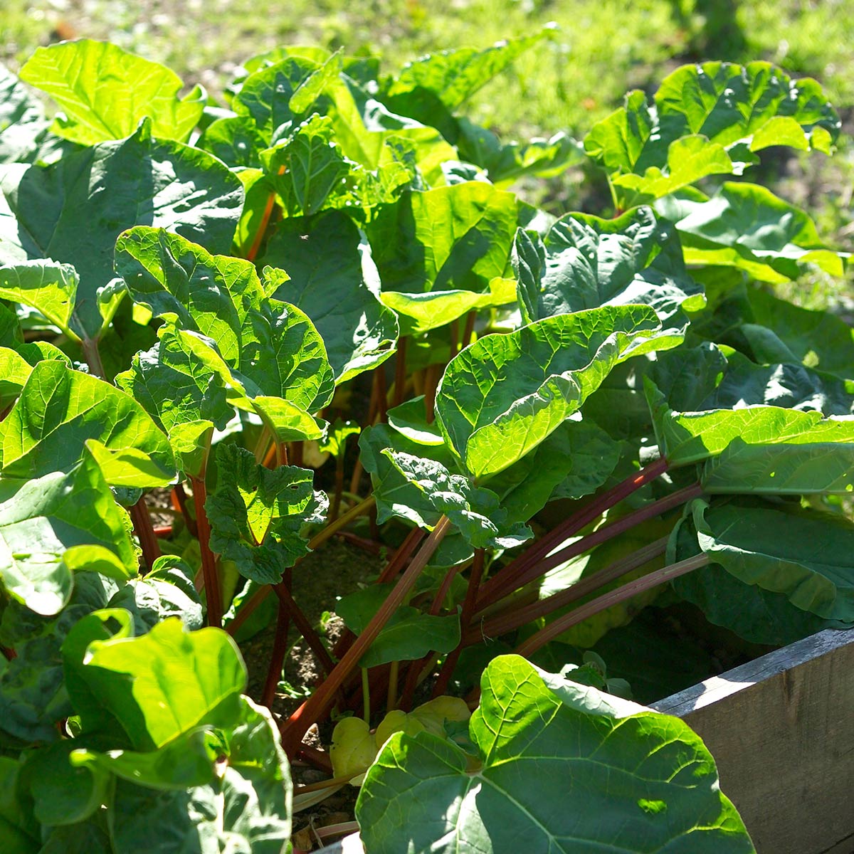 Nærbilde av rabarbra i sollys