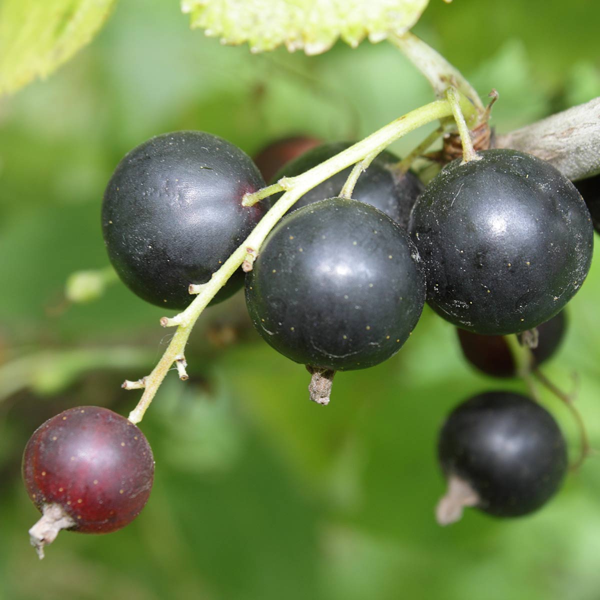 Nærbilde av solbaer Hedda