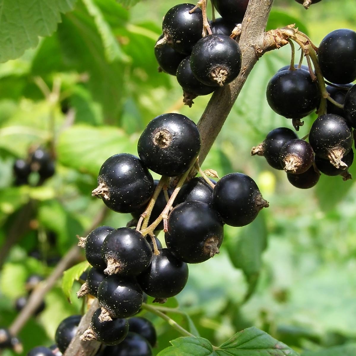 Nærbilde av solbær Hedda