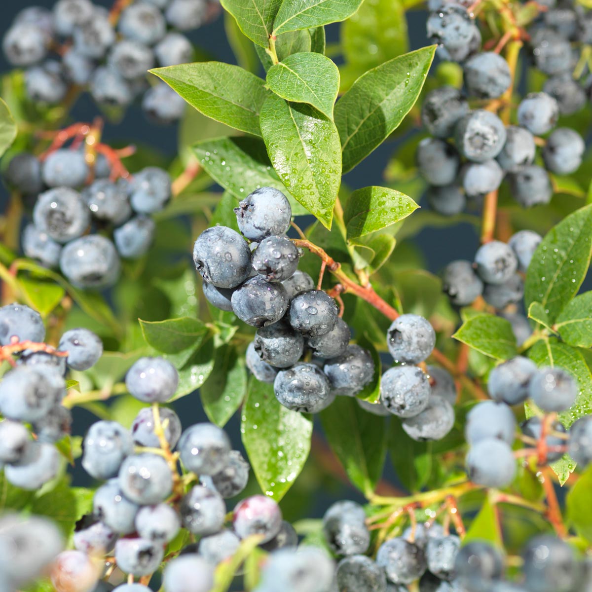Bluecrop blåbærbusk med regnvåte bær
