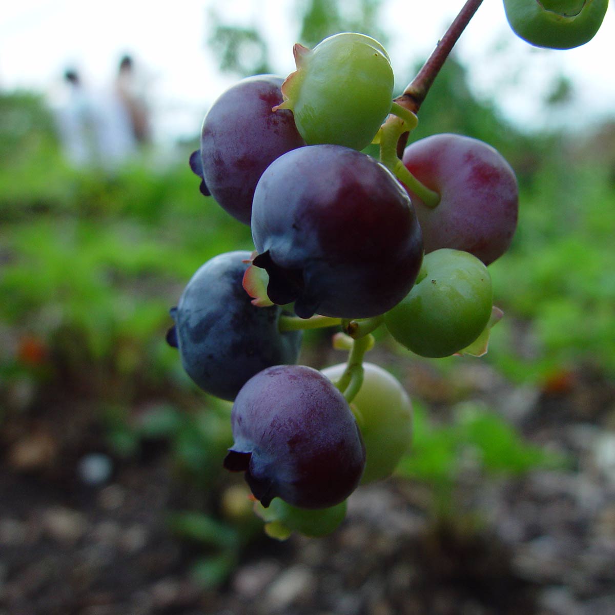 Nærbilde av blåbær