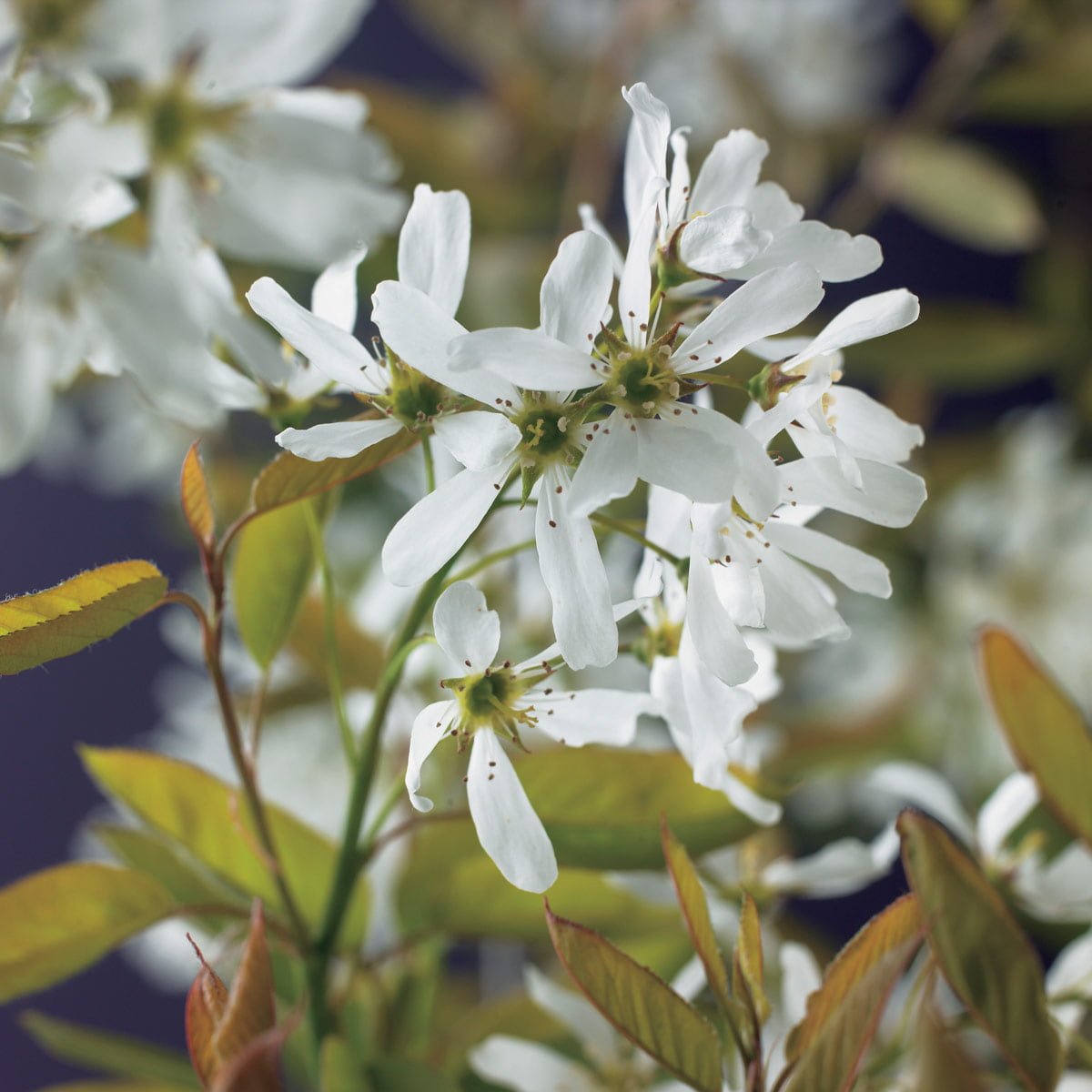 Heggsøtmispel 'Alvdal' i blomstring