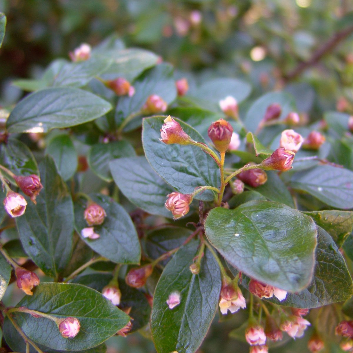 Blankmispel 'Romsdal' i blomst