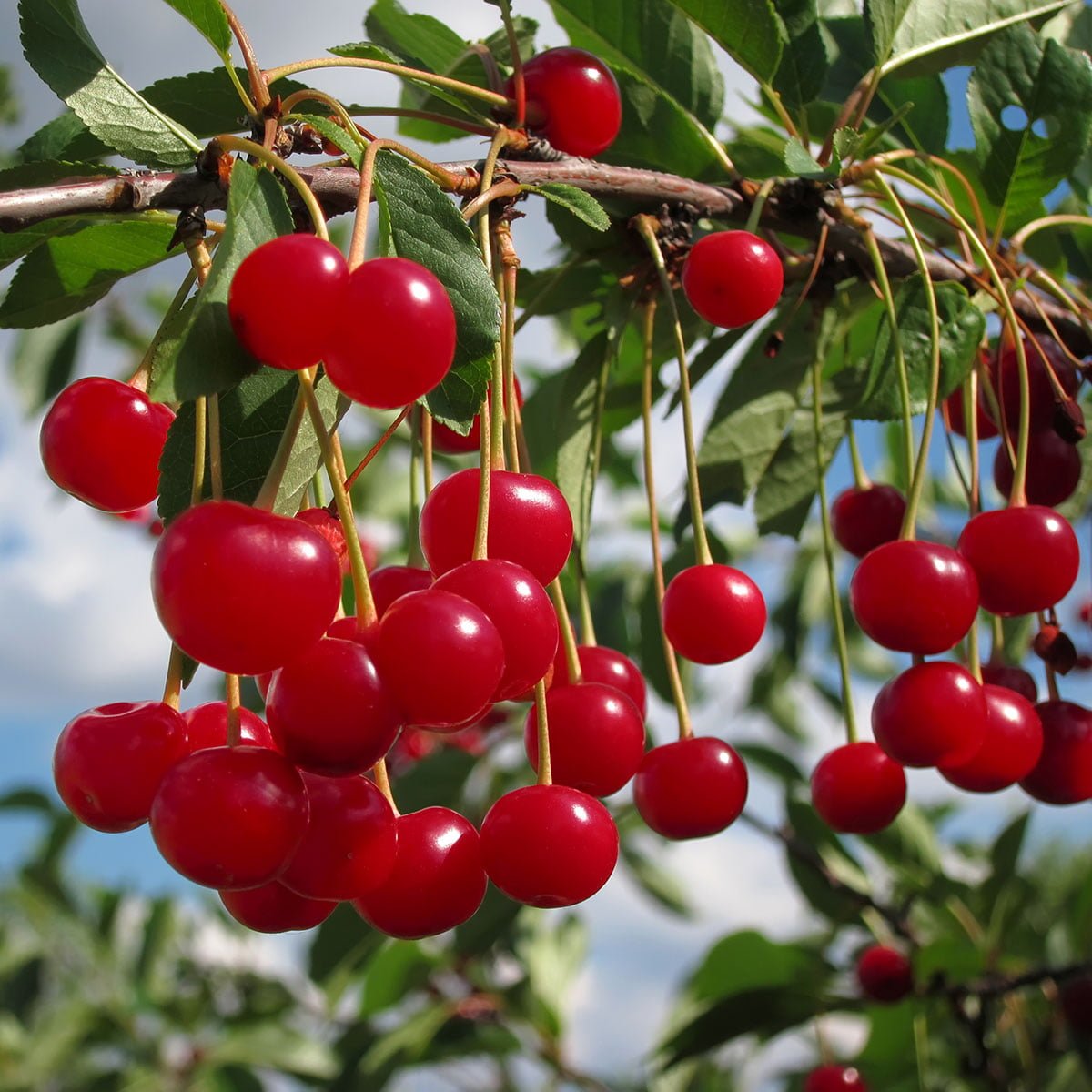 Fanal-kirsebær, sterkt røde
