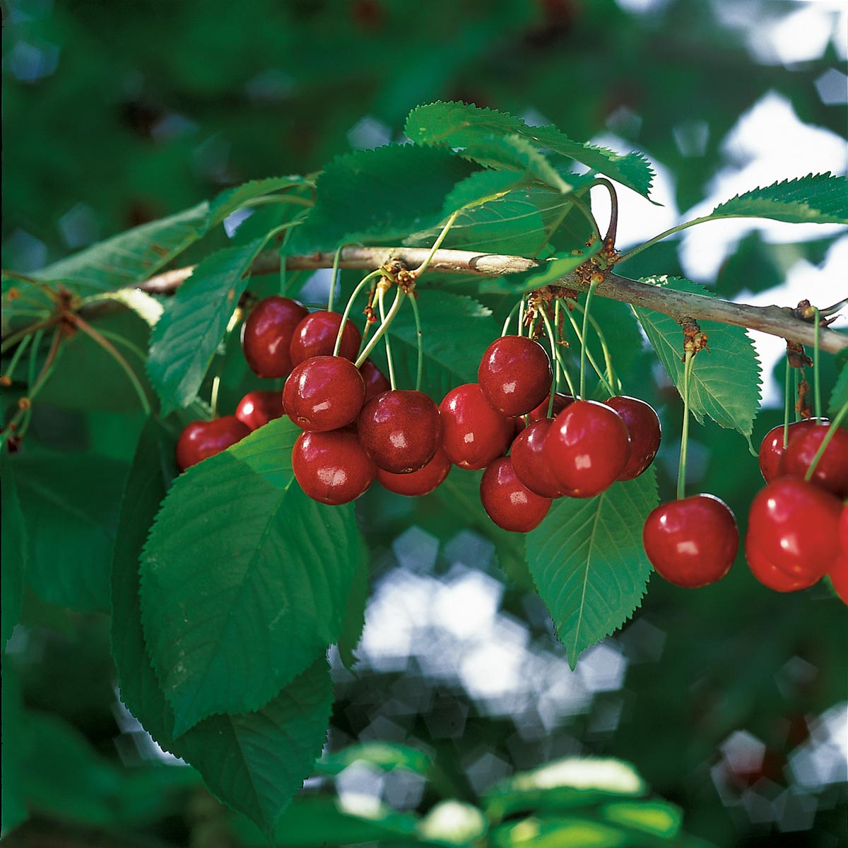 Saftige klaser med sterkrøde Stella sundburst søtkirsebær på treet