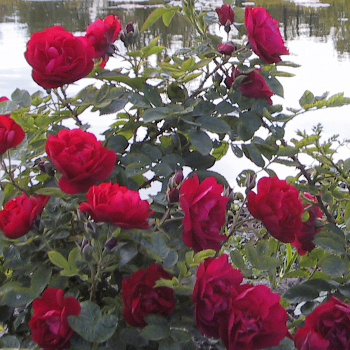 rød buskrose Hansaland