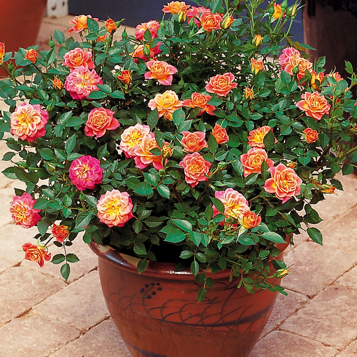 oransje bunndekkende rosa mandarin