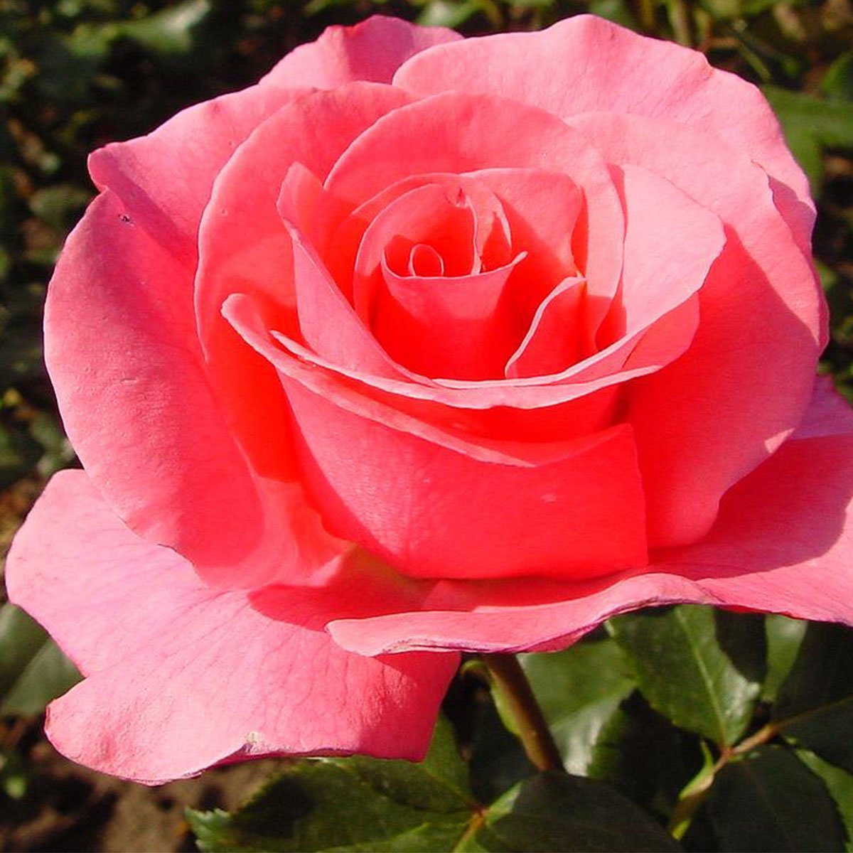 nærbilde av rosa buskrose Romanse