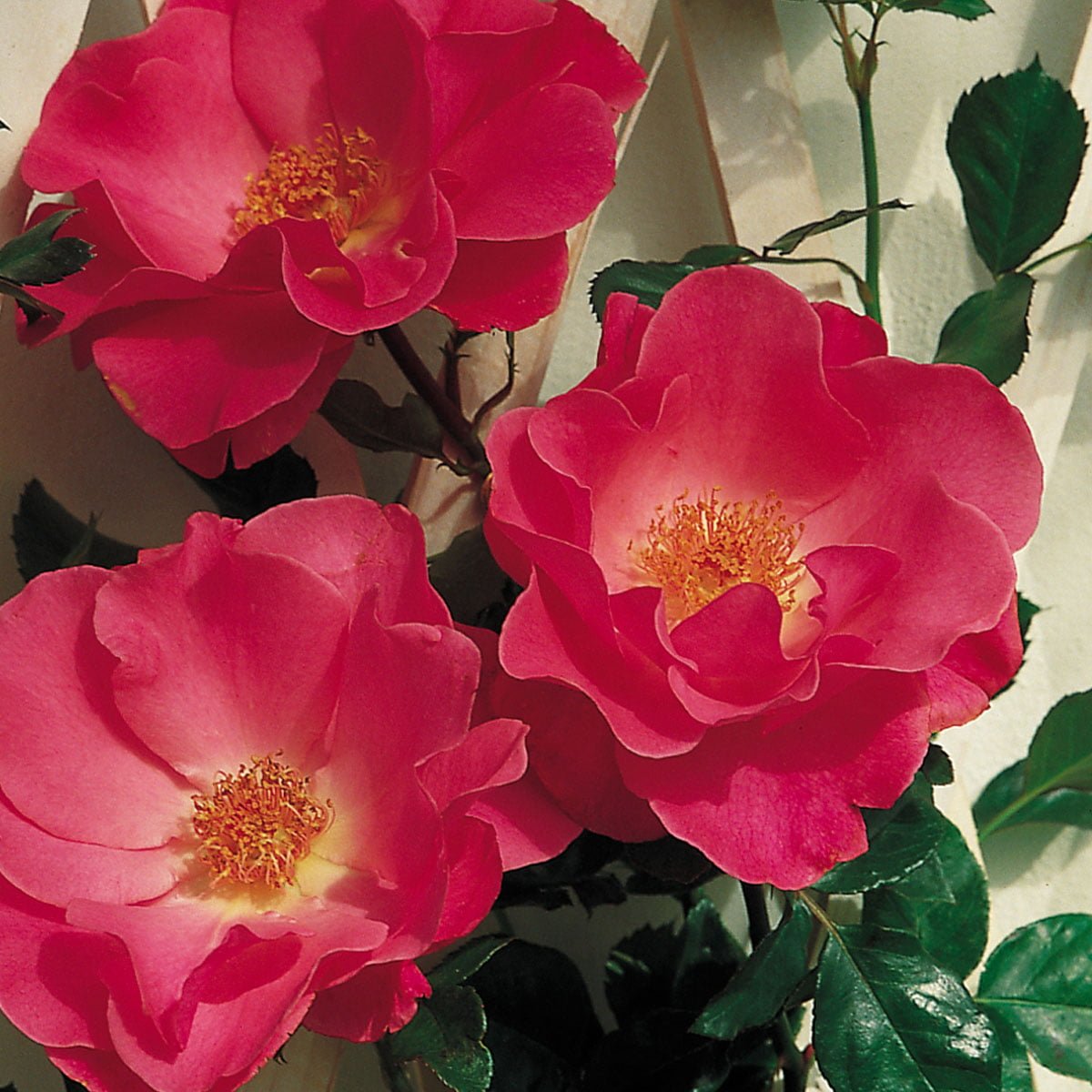 rosa buskrose Romanse