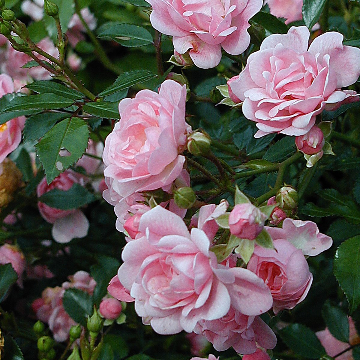 bunndekkende rosa rose, The Fairy