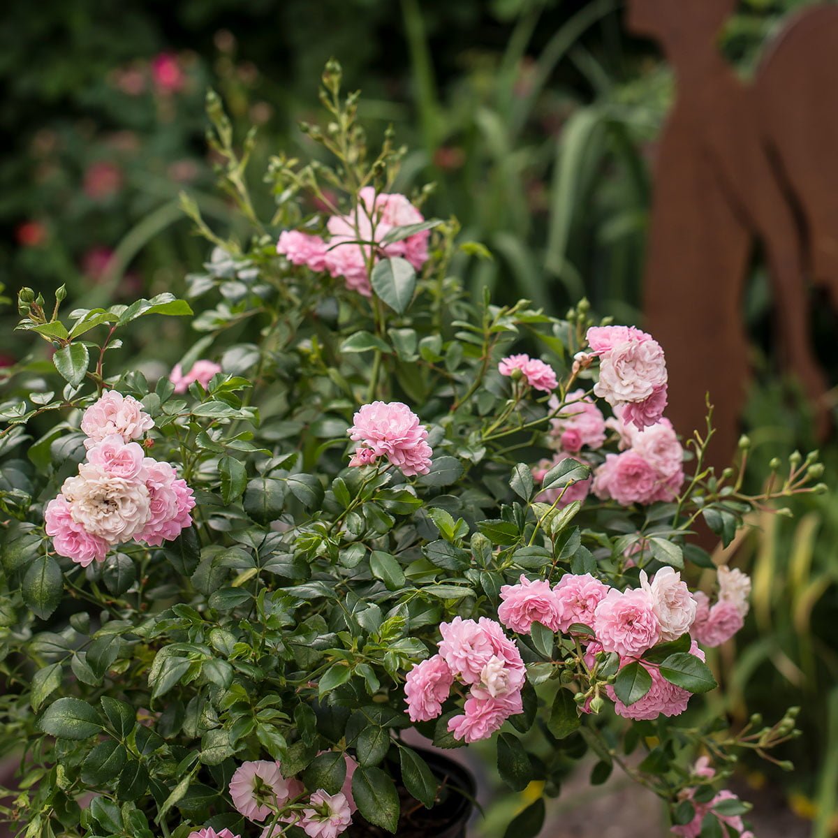 busk med bunndekkende rose The Fairy, rosa