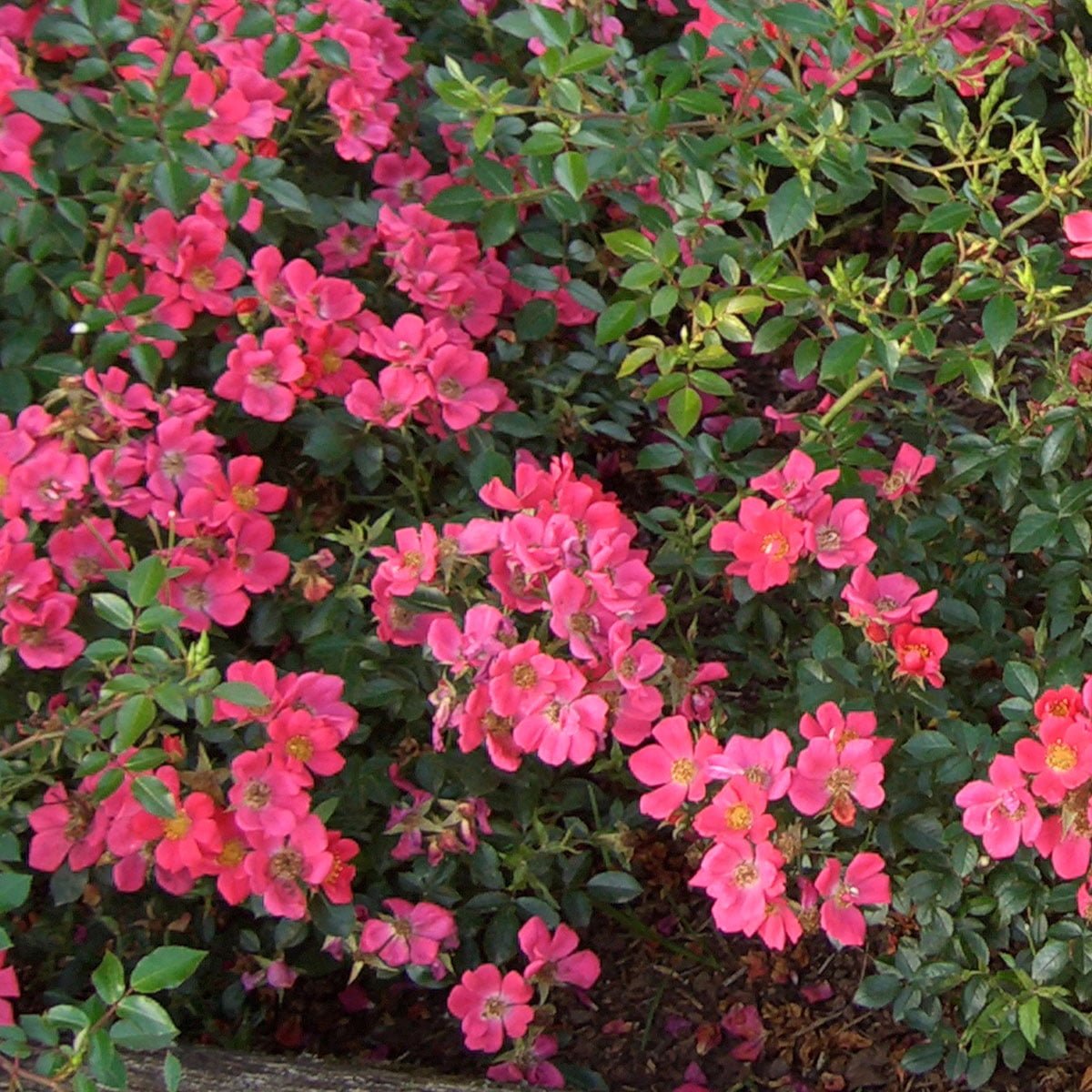 bunndekkende rosa Tommelise-rose