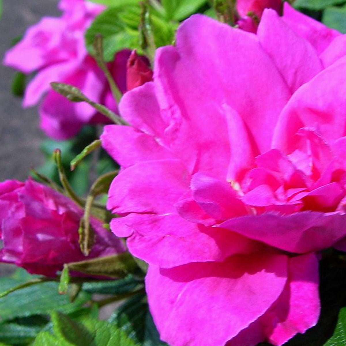 Rosa buskrose Moje Hammarberg